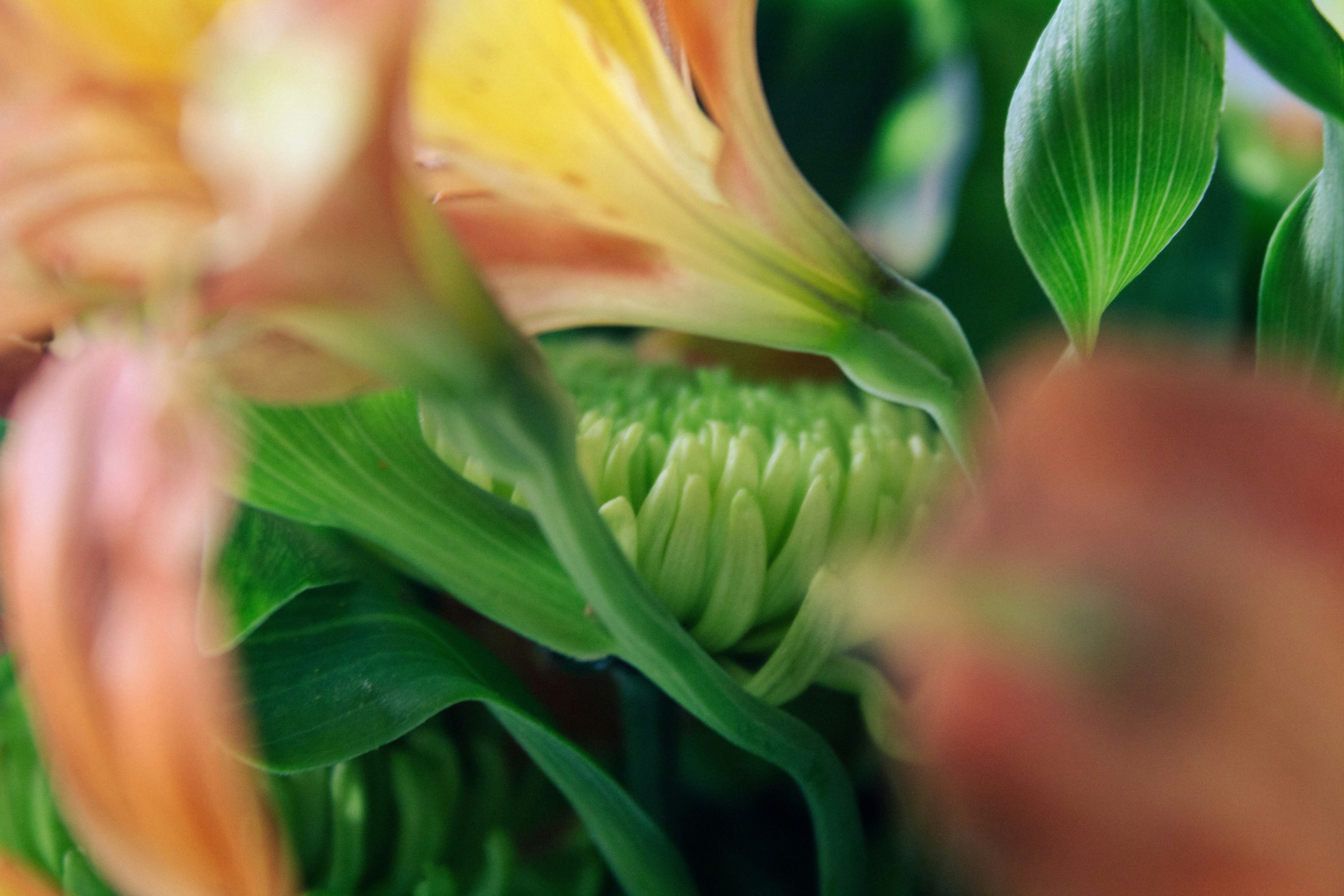 A close up of a bunch of flowers