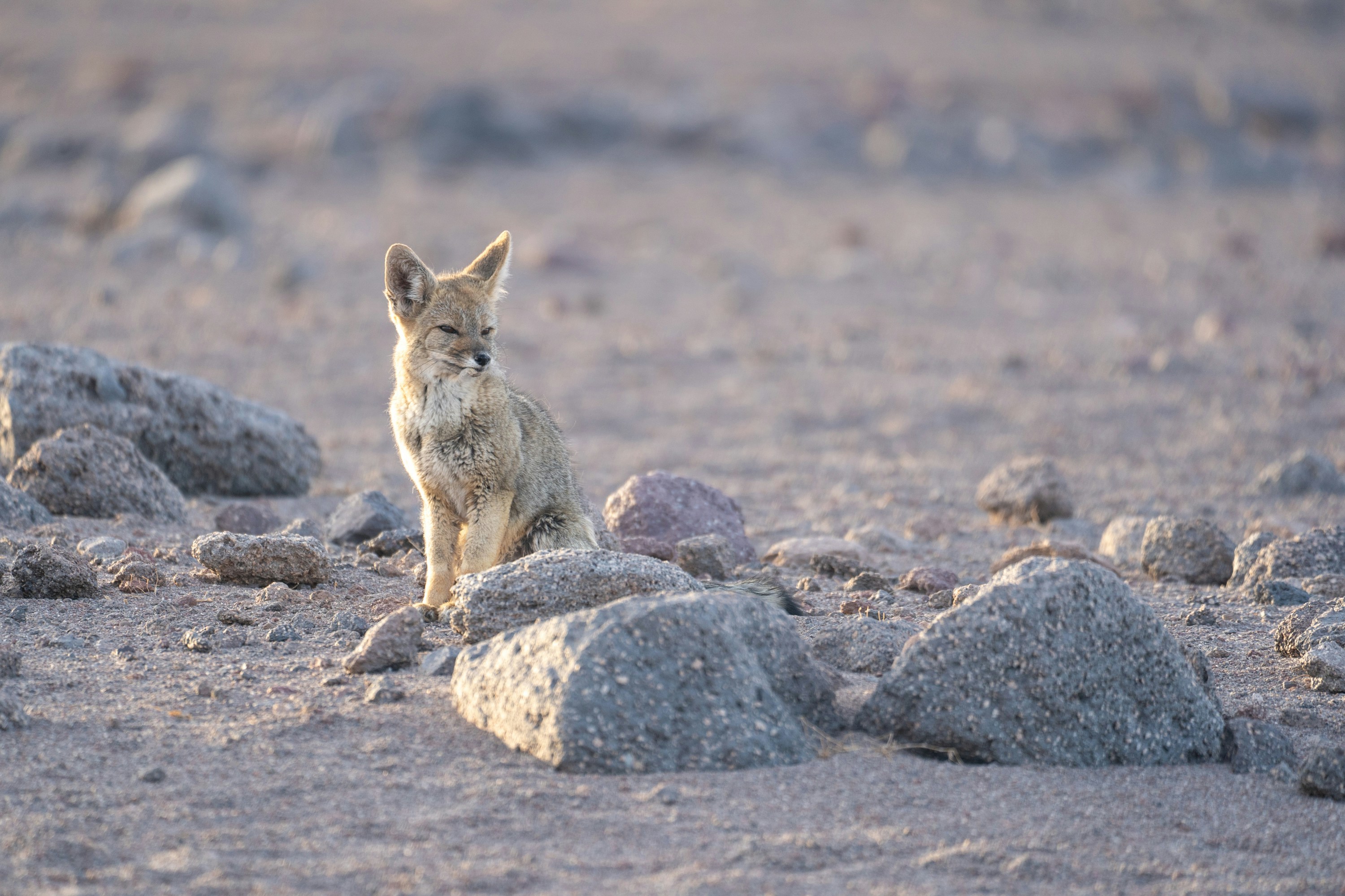 A small animal standing on top of a rocky field