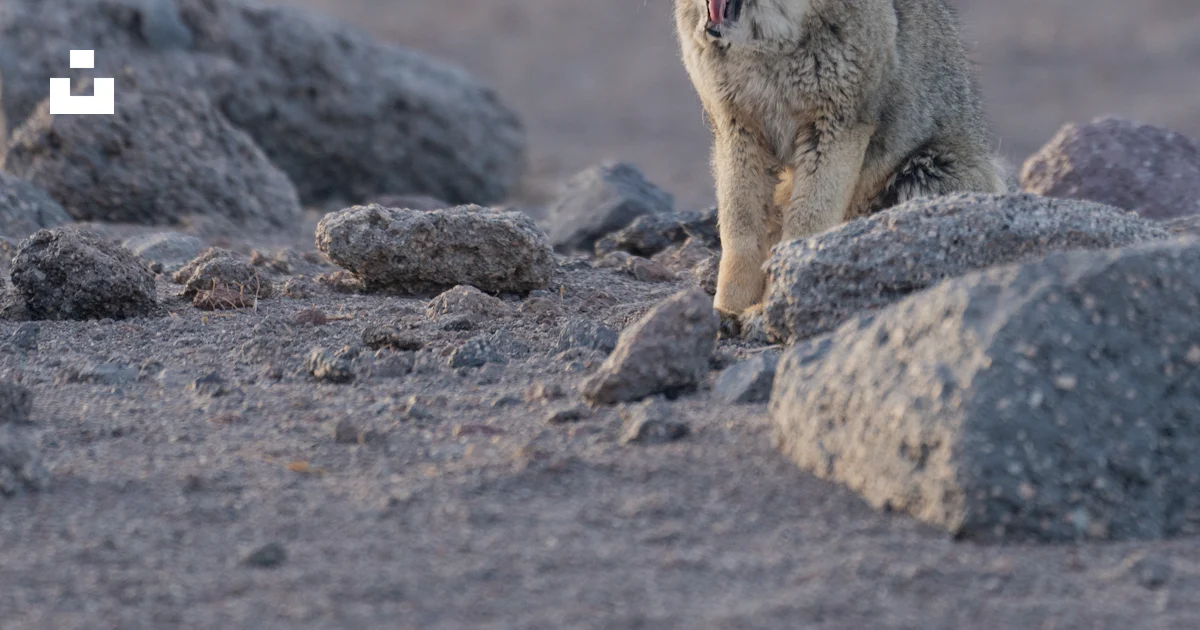 Animals Move Rocks A small animal sitting on top of a pile of rocks photo β Free Rock ...