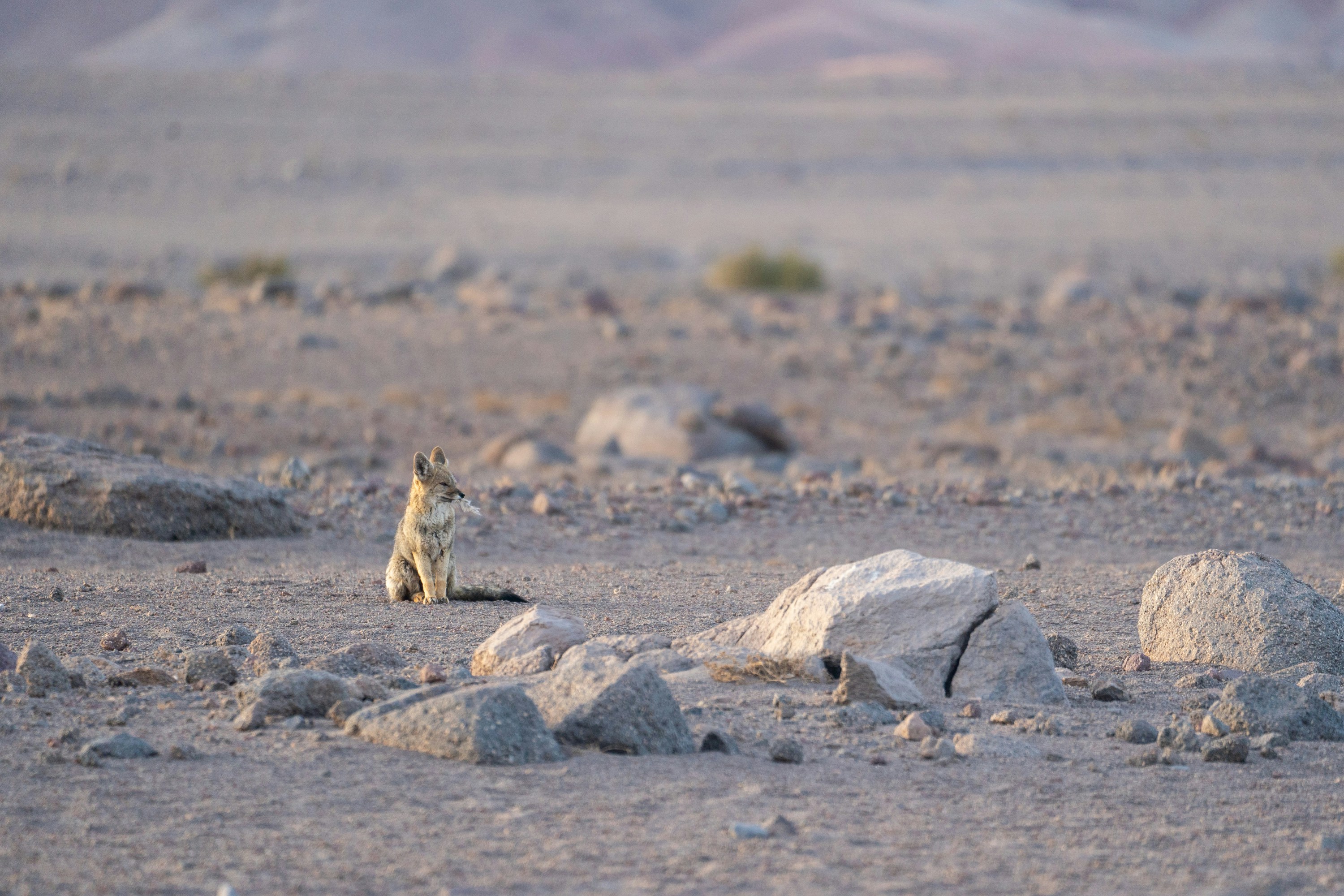 A small animal standing on top of a rocky field