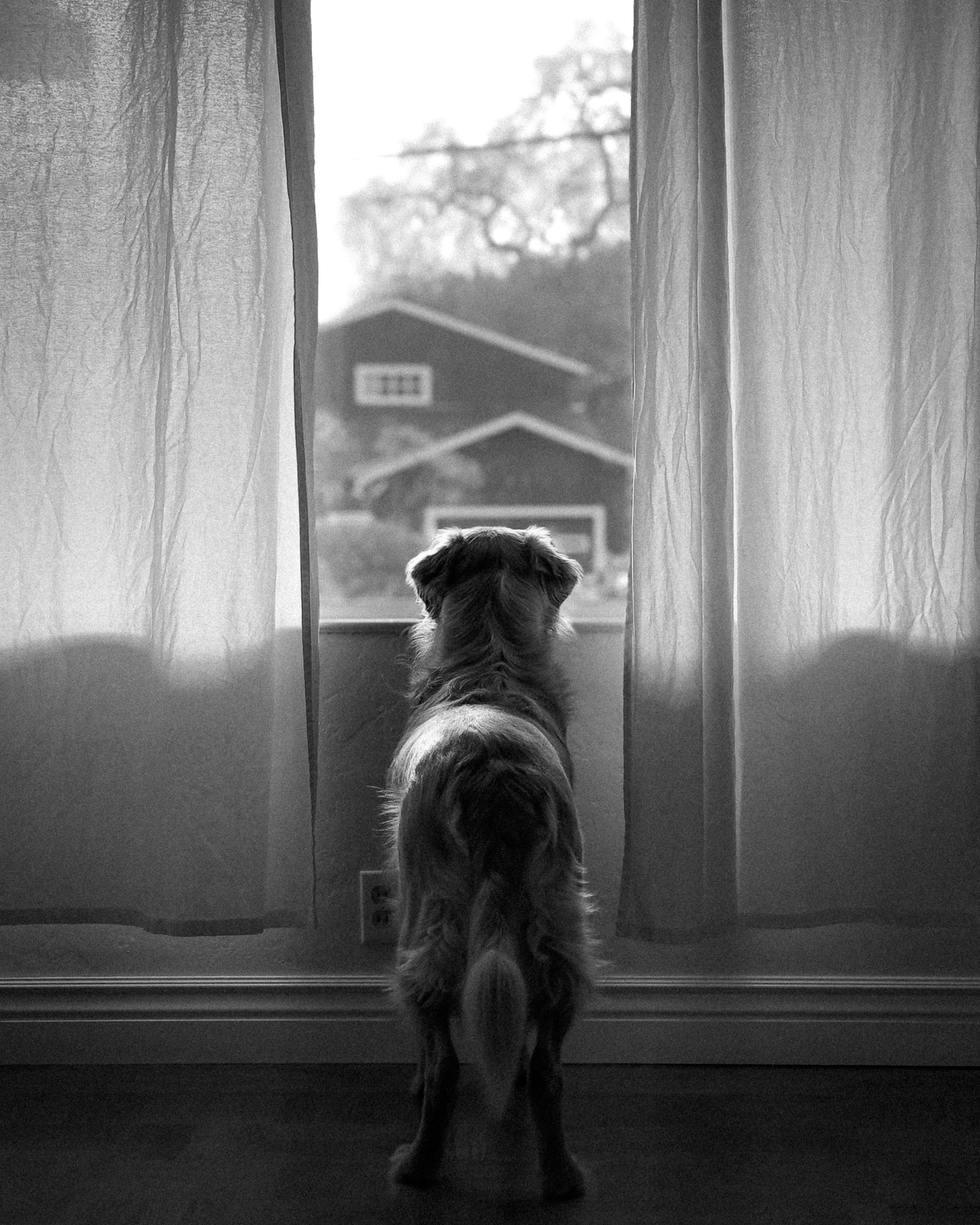 A dog is looking out of a window