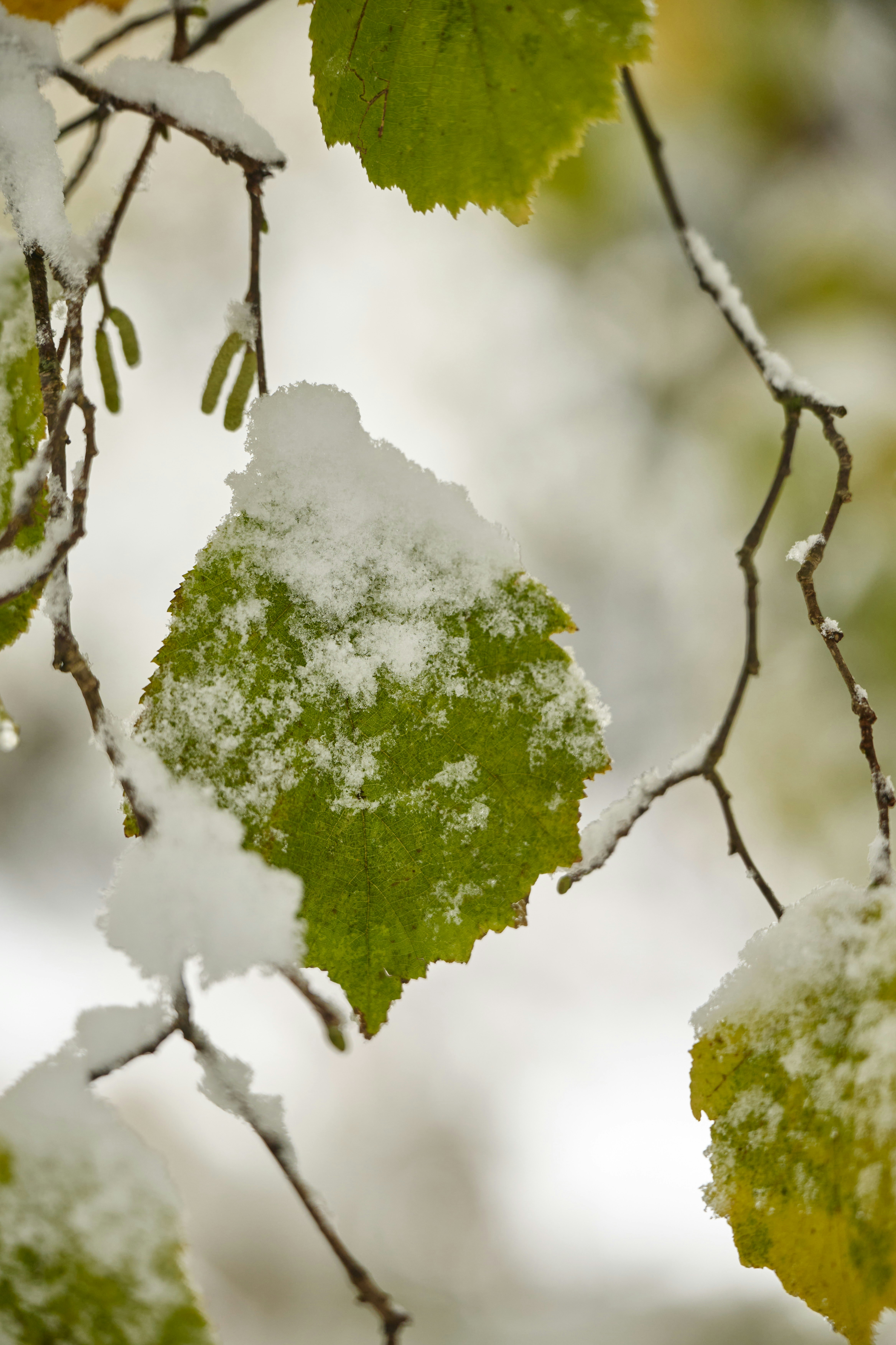 Photo by wolfgang_hasselmann