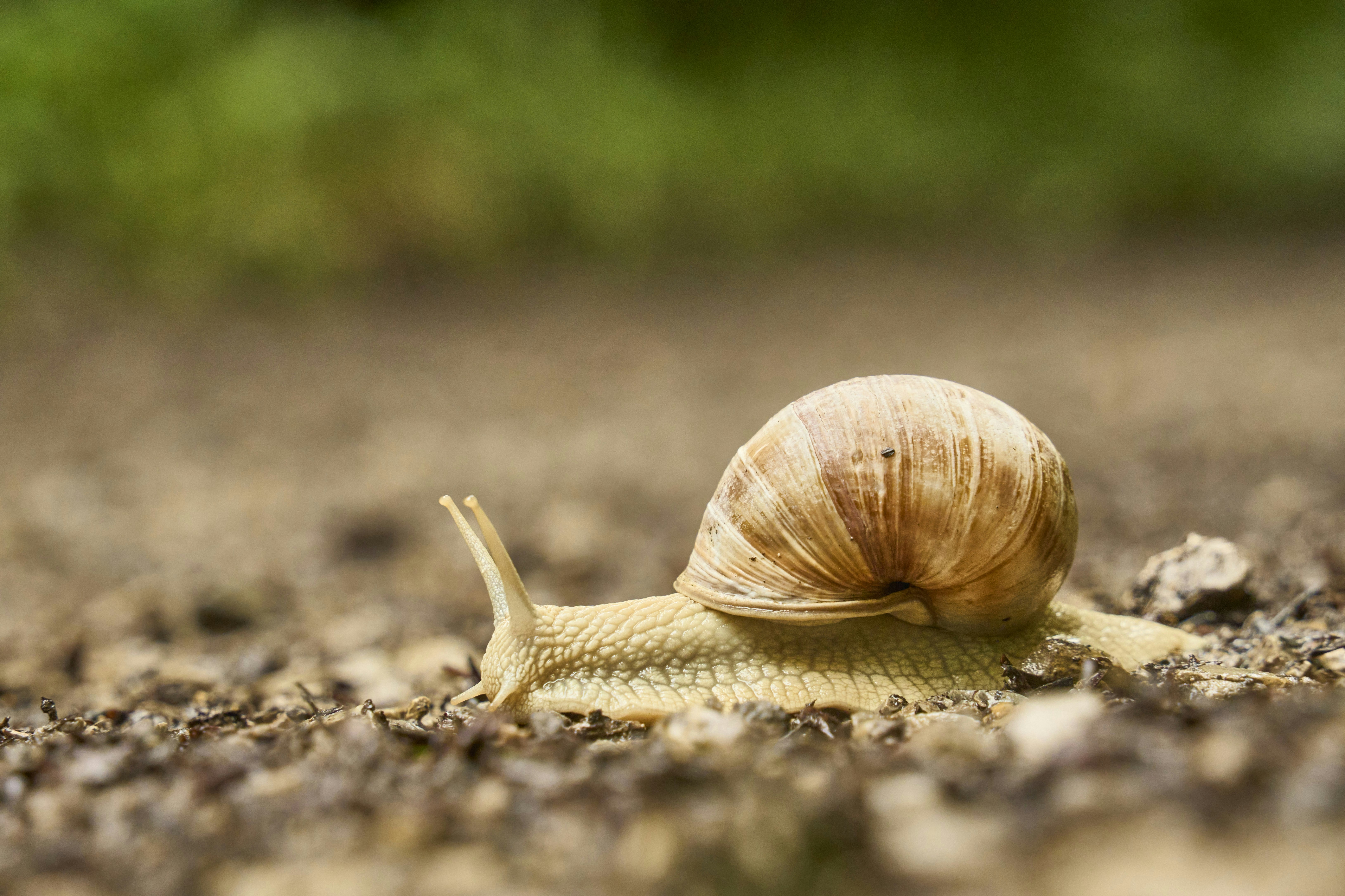 Photo by wolfgang_hasselmann