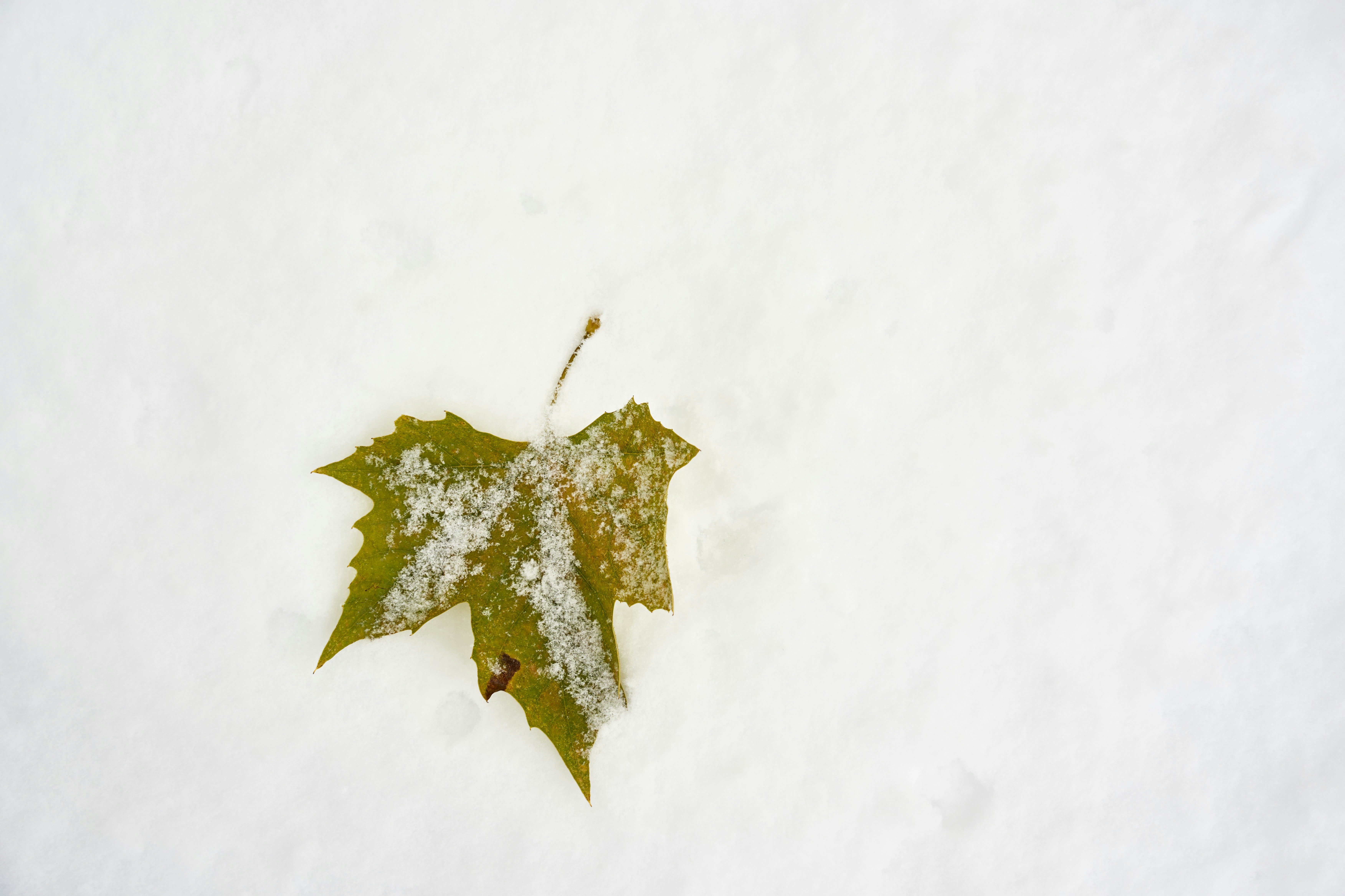 Photo by wolfgang_hasselmann