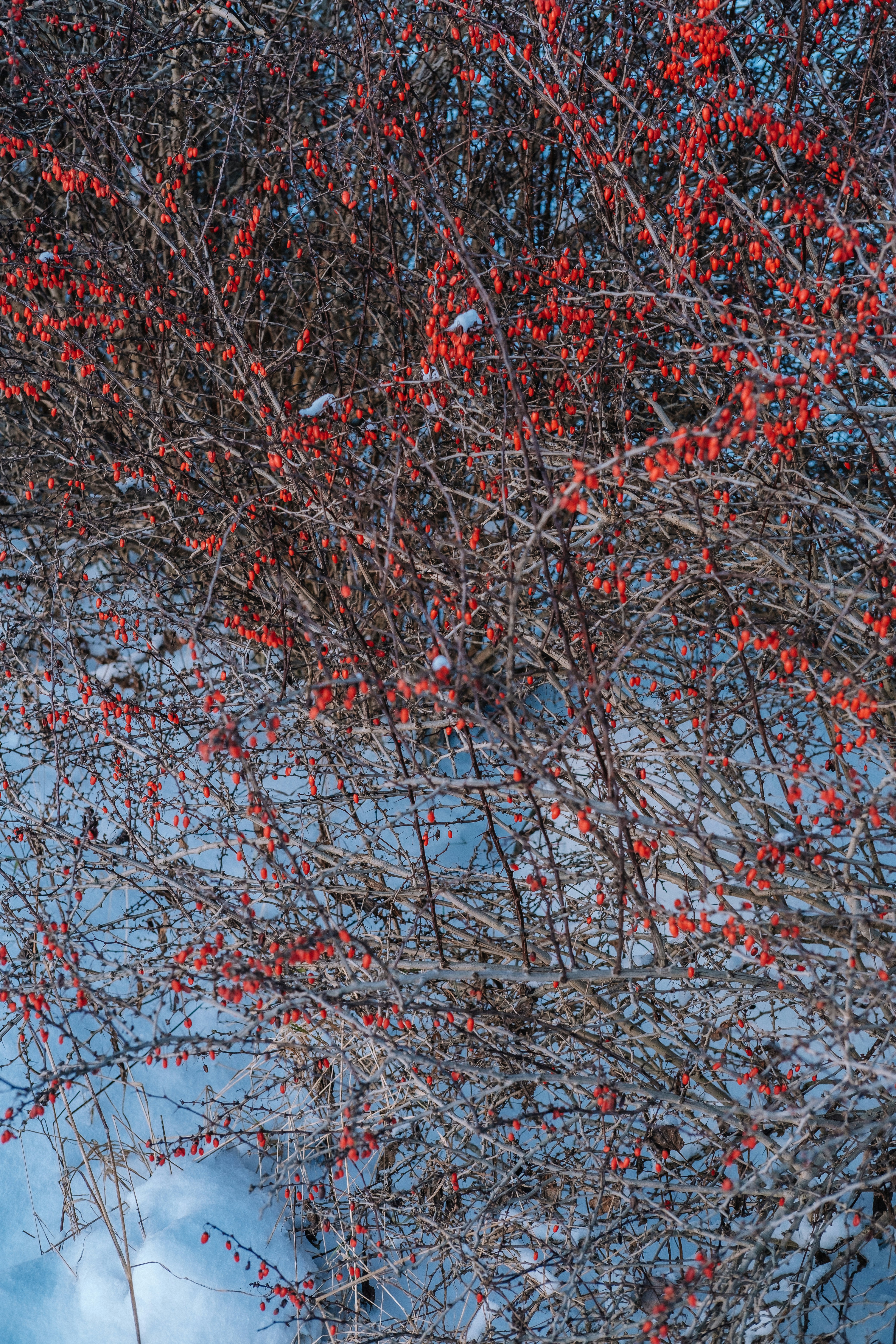 A tree with red berries on it in the snow