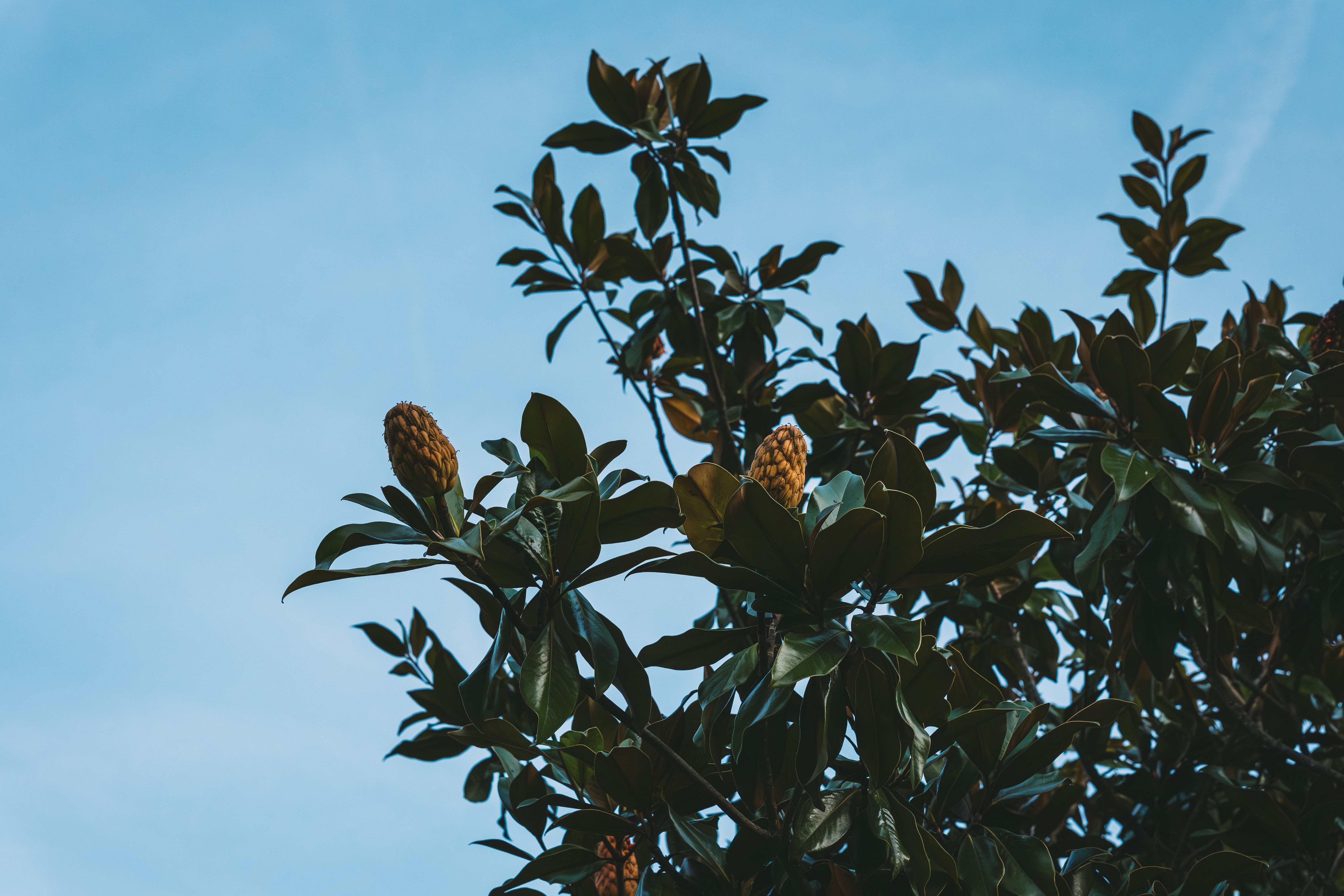A leafy tree with a blue sky in the background