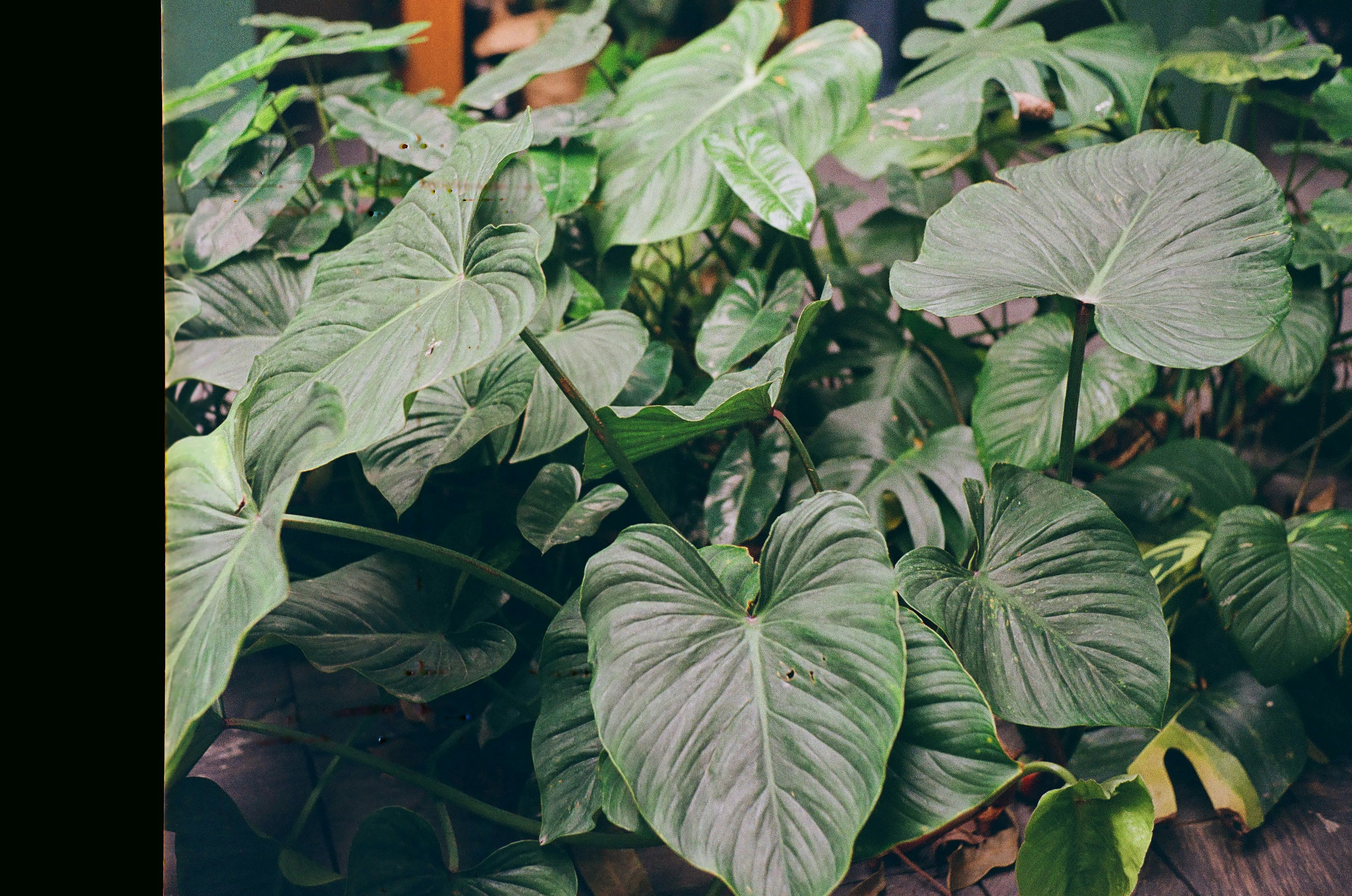 Photo by donguyenkhanhs