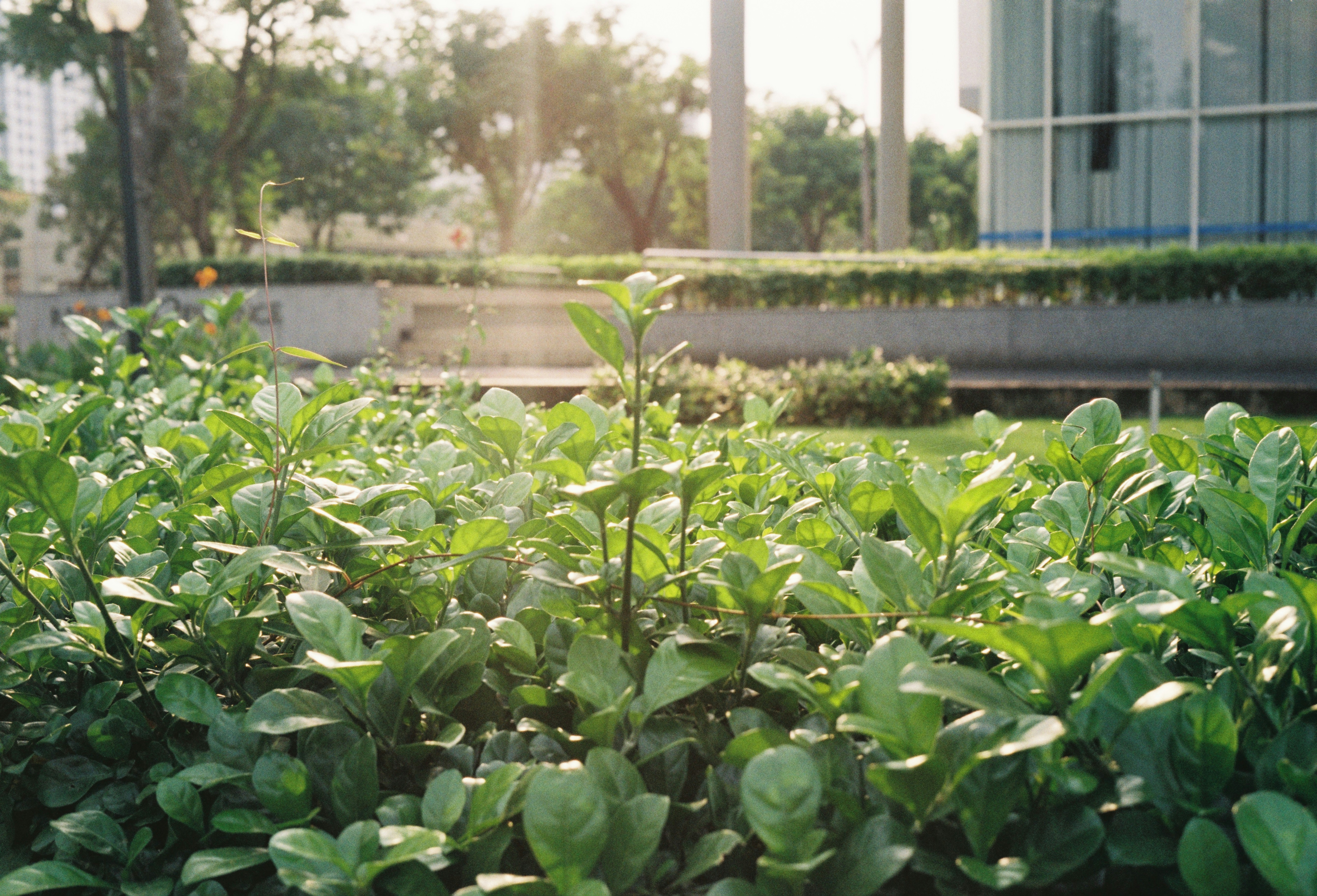 A bush with green leaves in front of a building