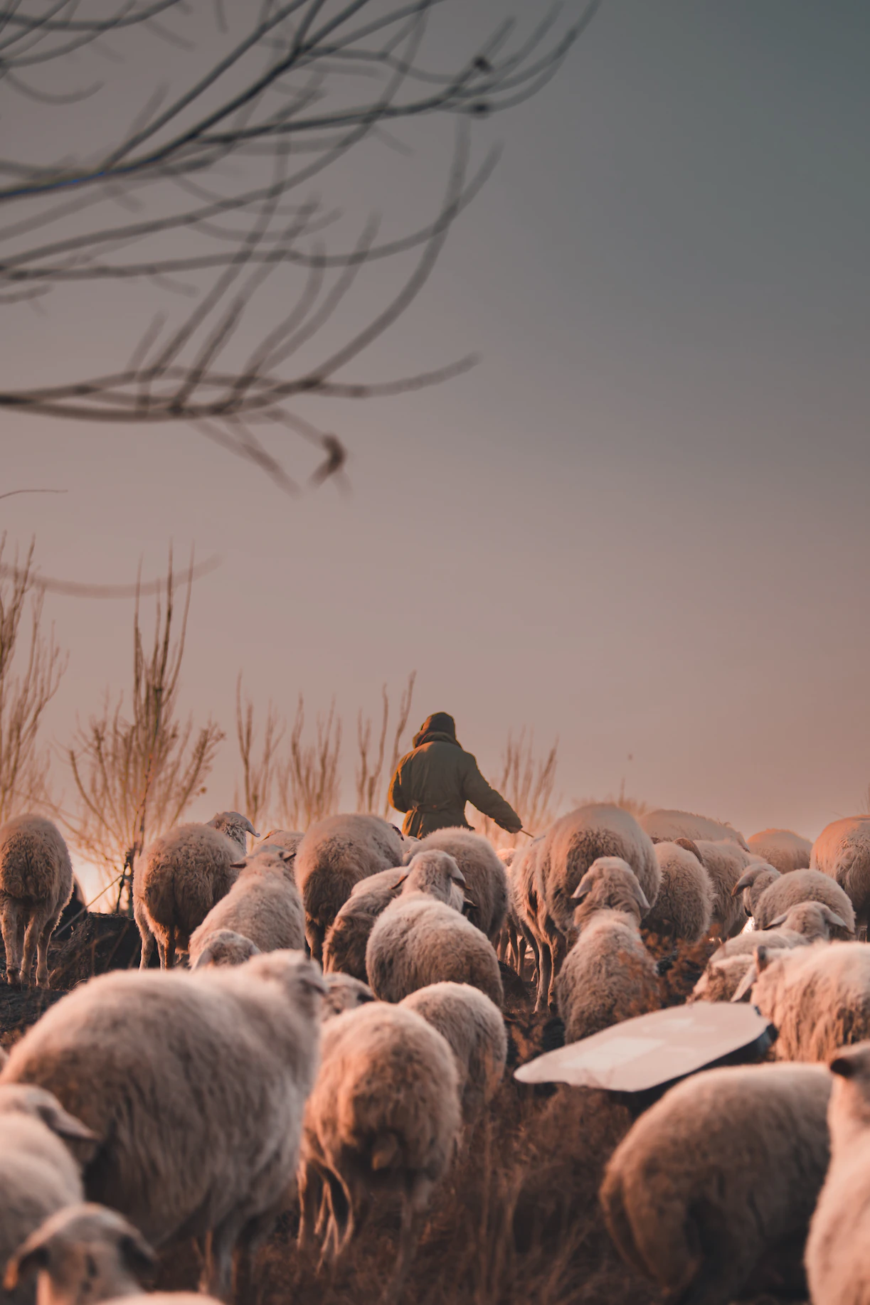 A flock of sheep standing on top of a dry grass field