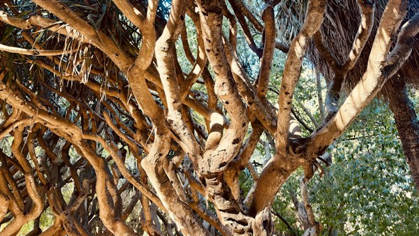 A group of trees that are next to each other — Algiers, Algeria