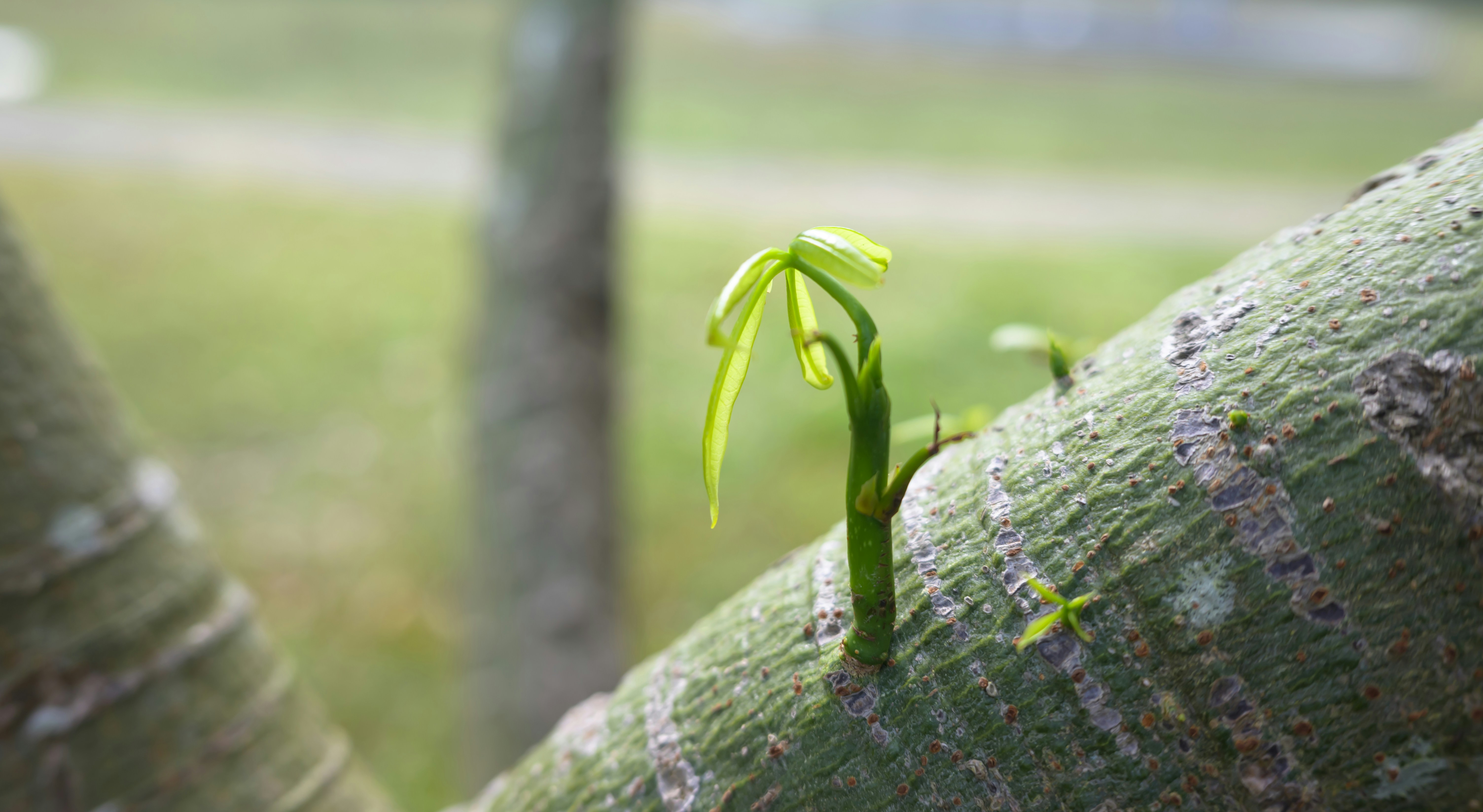 A small green plant is growing on a tree