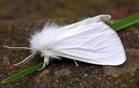 A white flower with a green stem on a rock