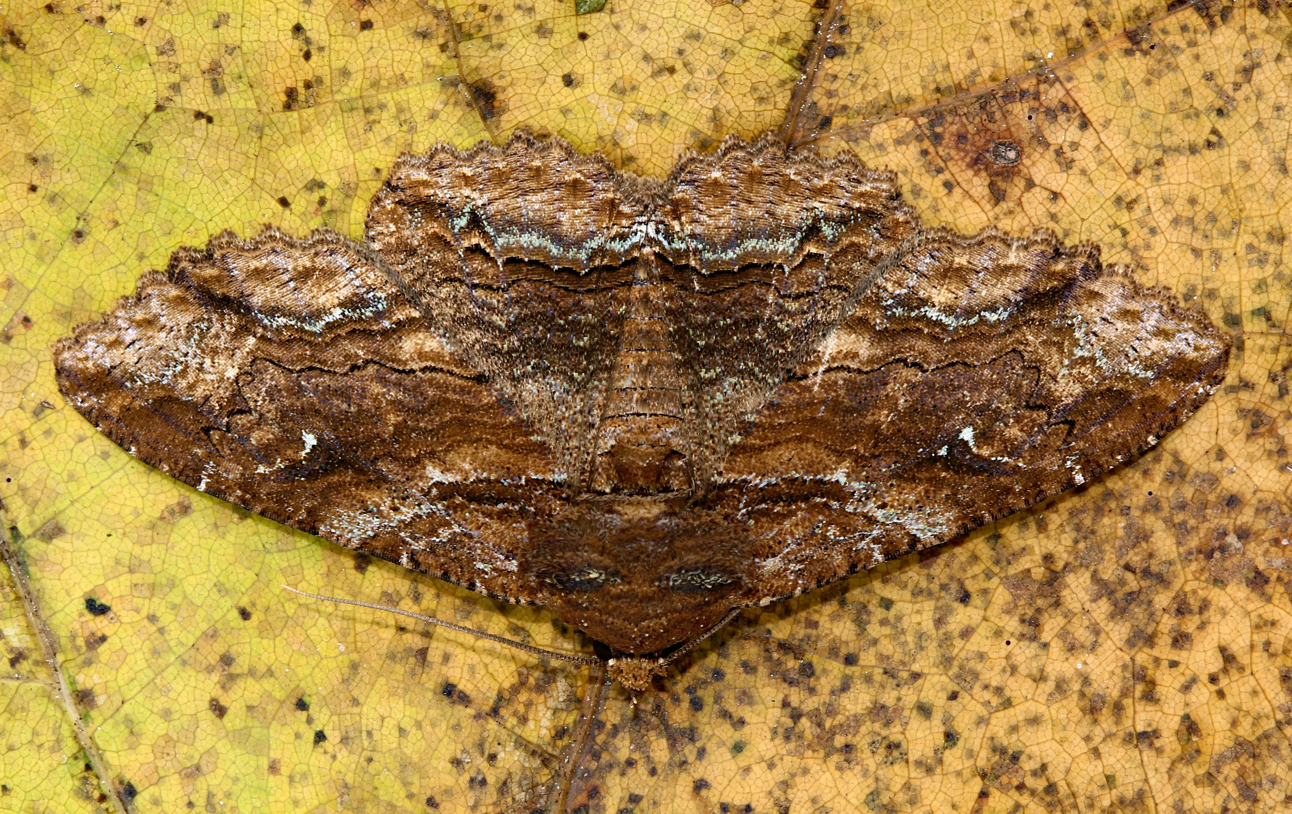 Photo by telliottmbamsc