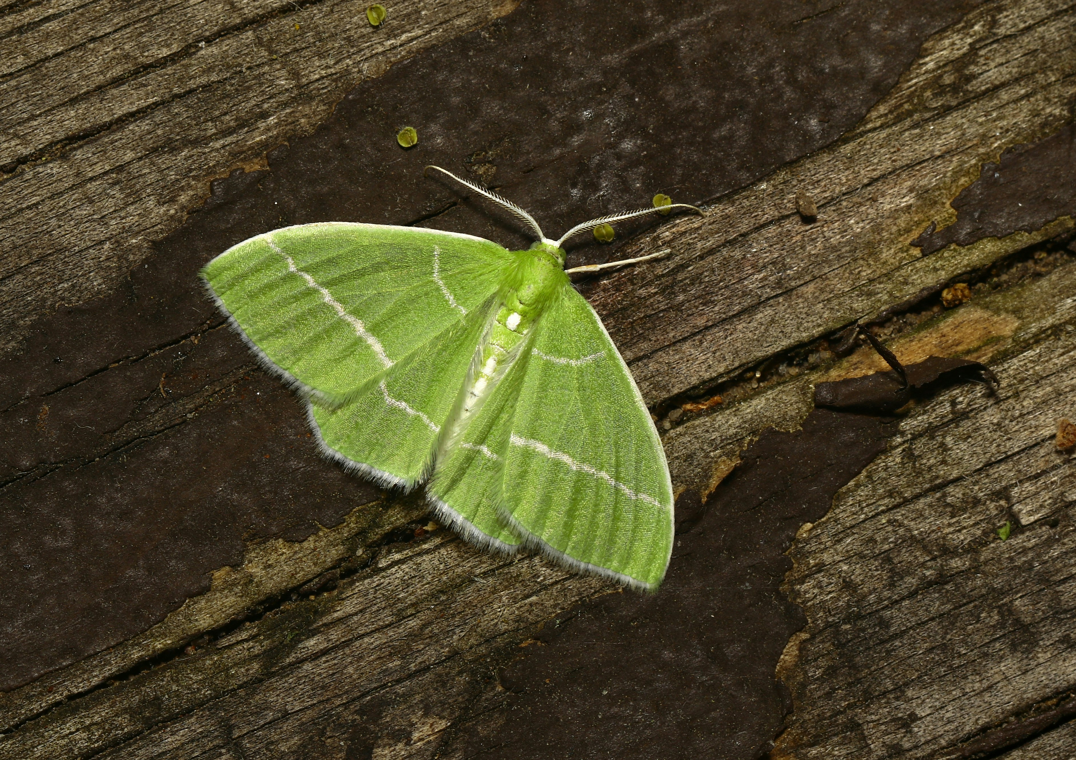 Green-blotched Moth