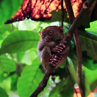 A small brown animal sitting on top of a tree branch