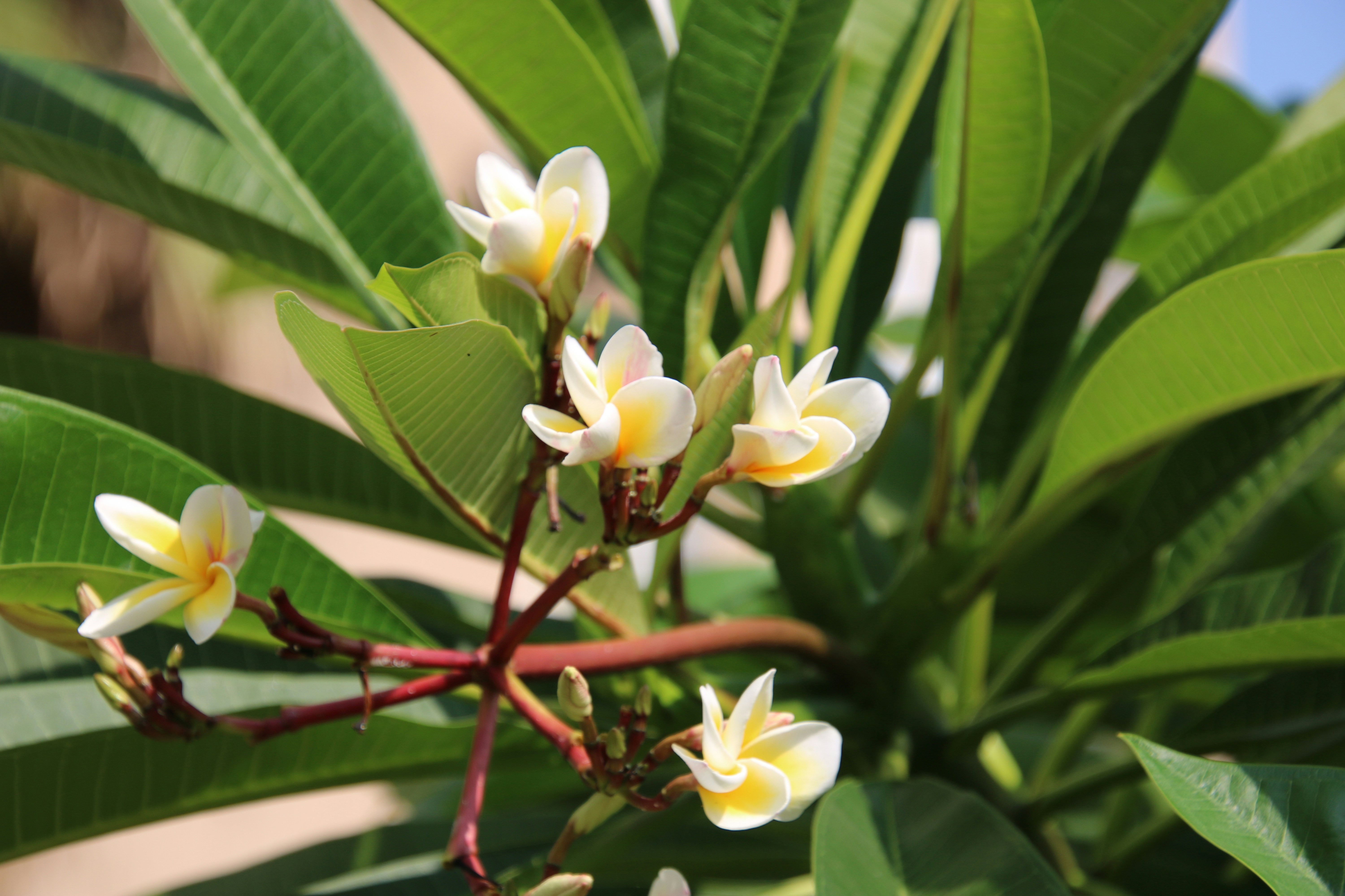 A close up of a flower on a tree
