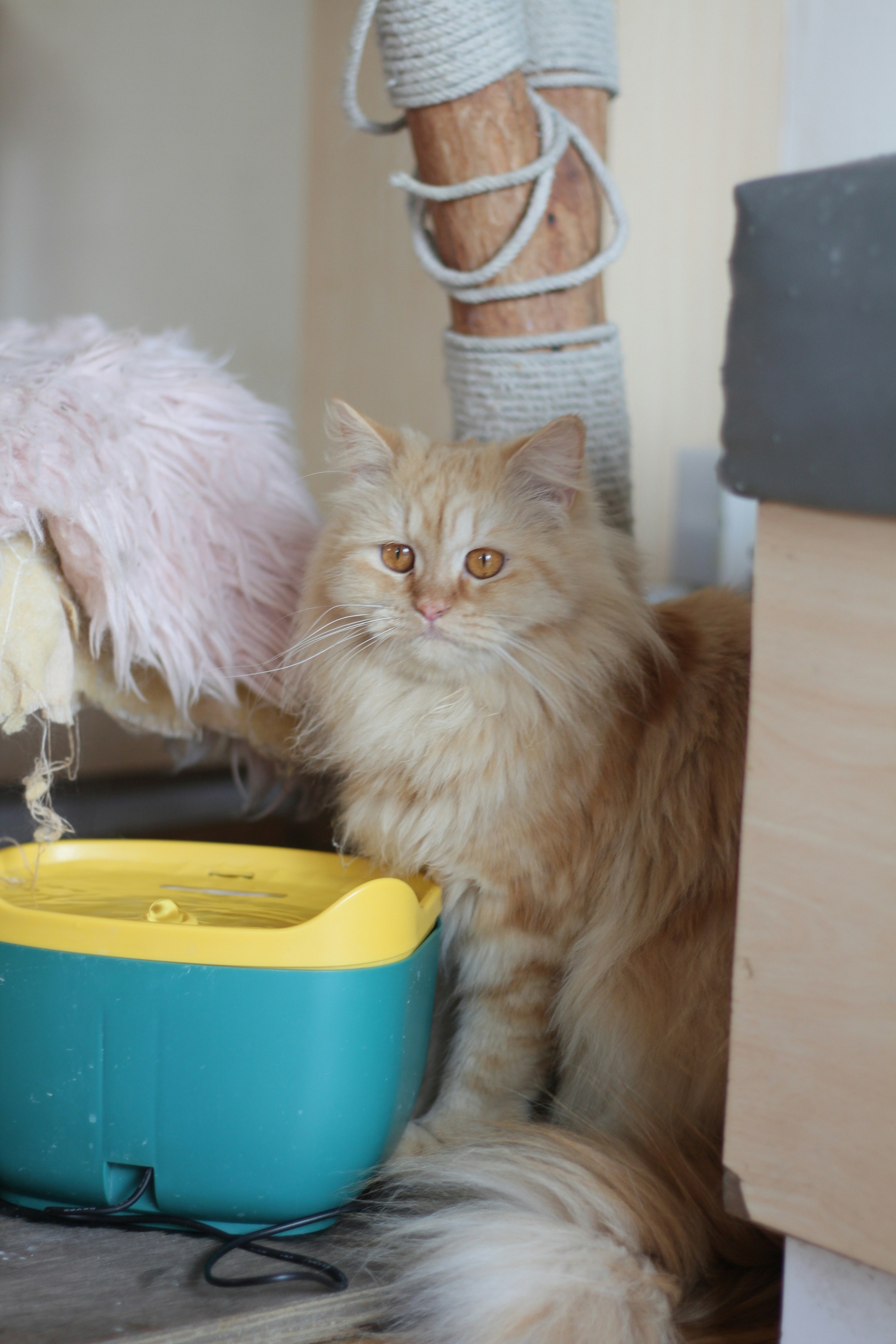 Long-haired orange cat sitting beside a small teal and yellow plastic pet fountain on the floor, next to a scratching post