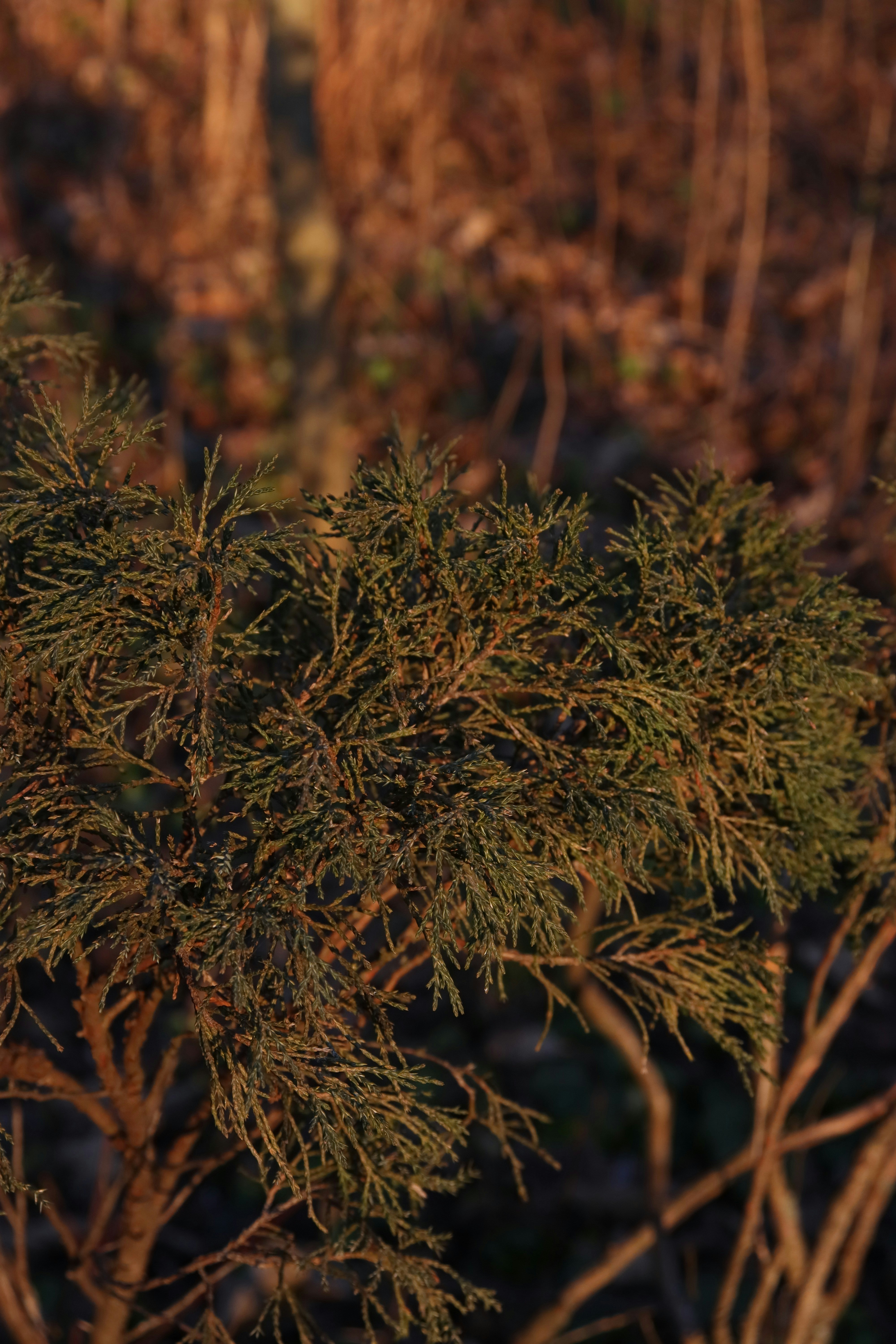 Photo by bored_mongoose