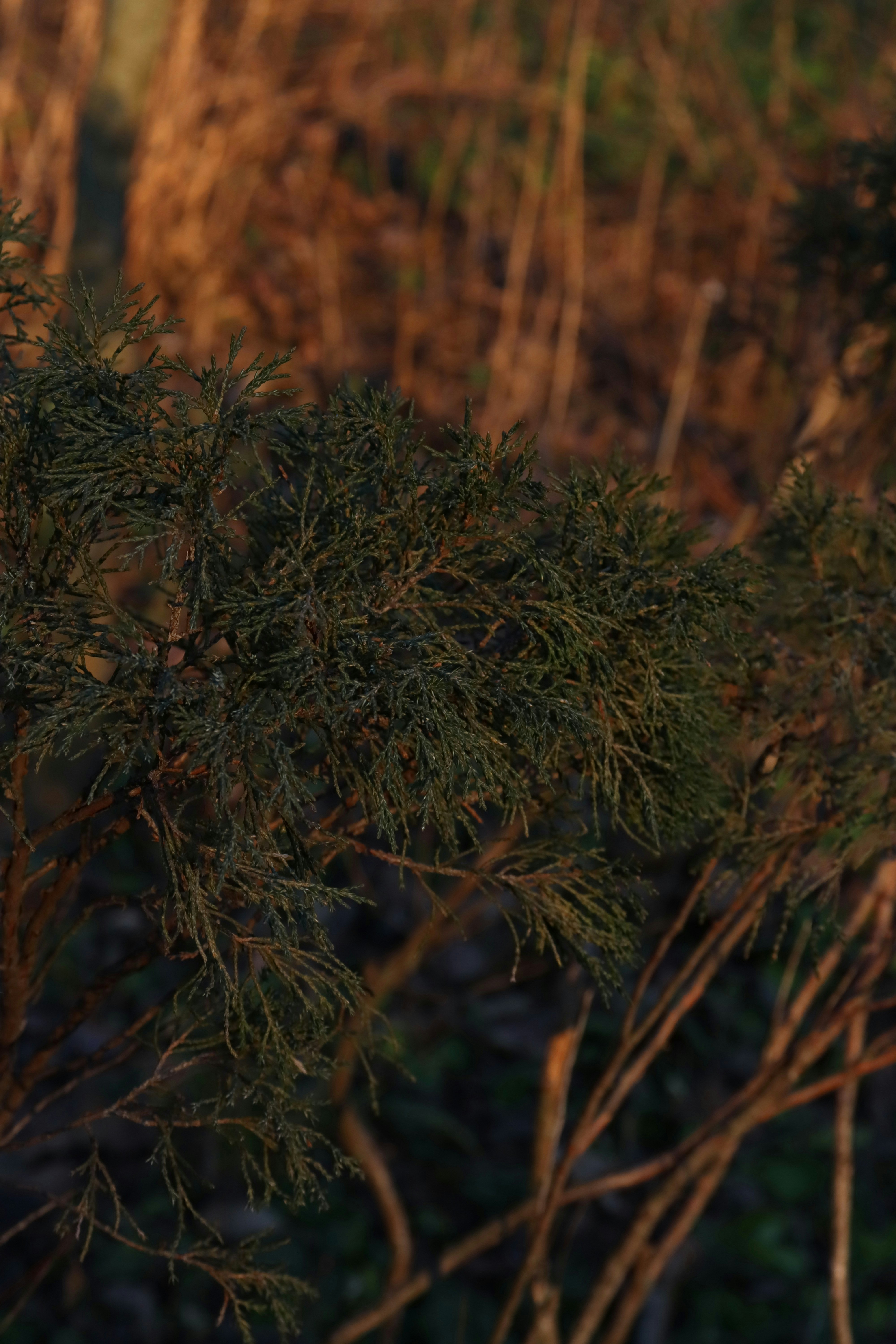 Photo by bored_mongoose