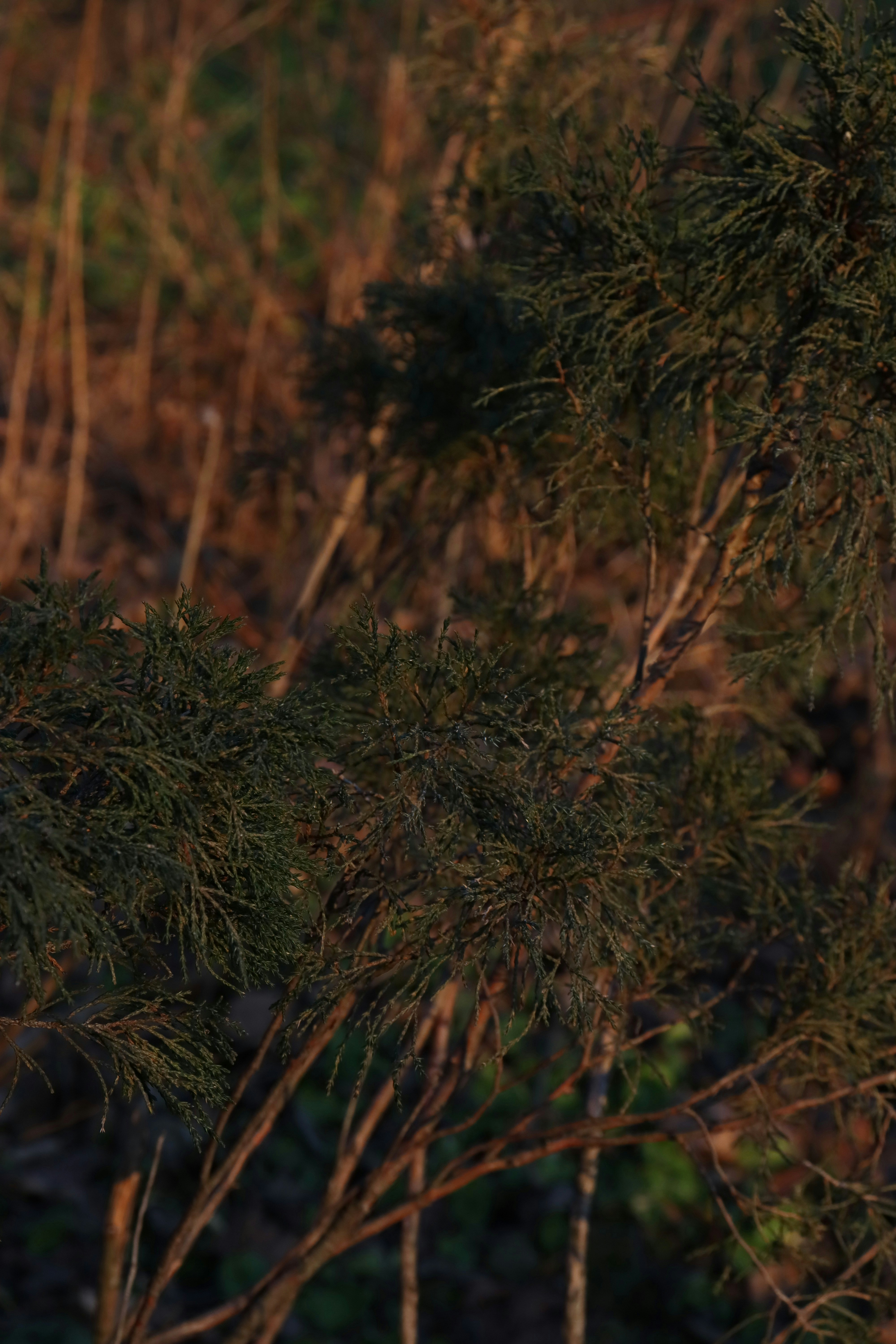 Photo by bored_mongoose