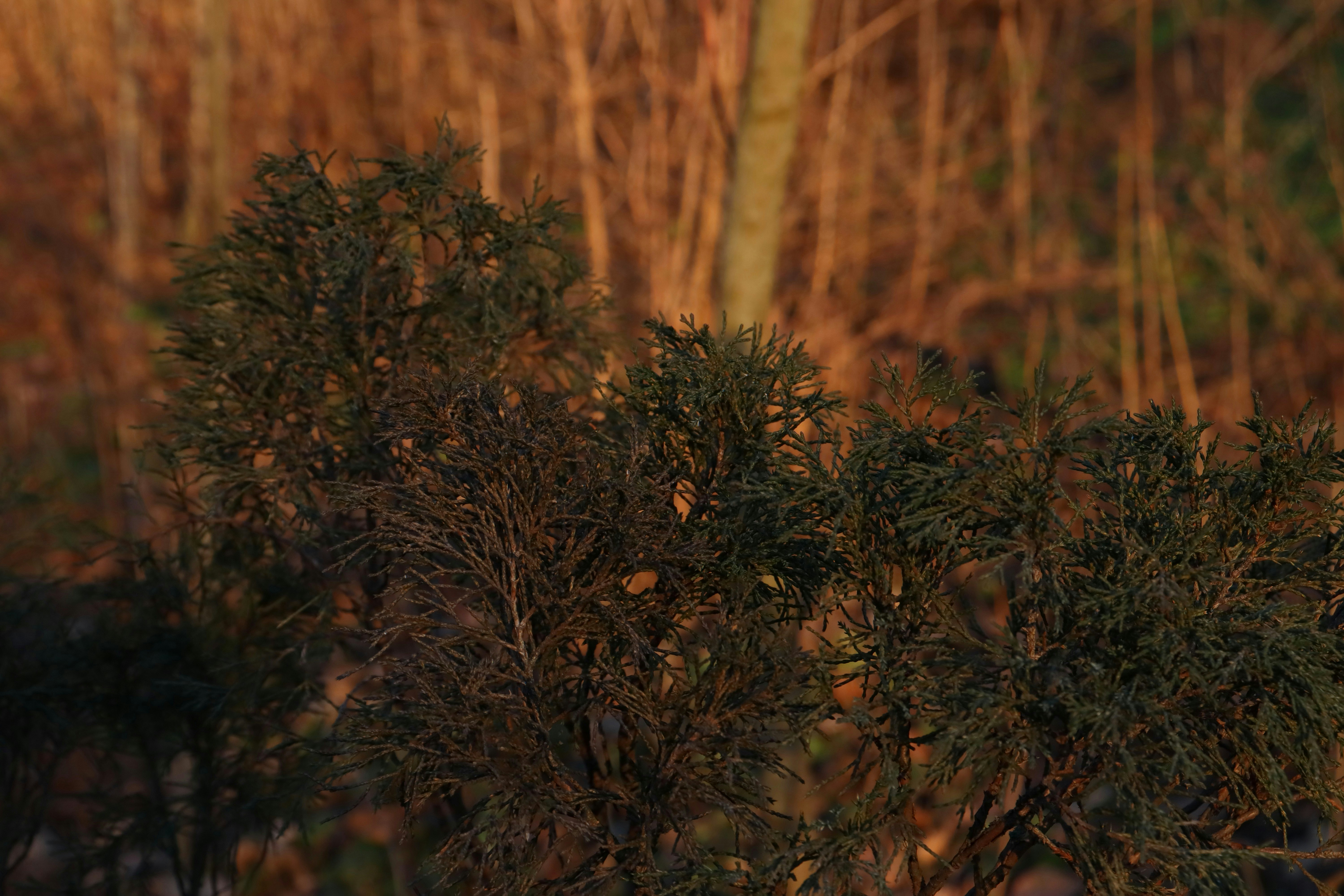 Photo by bored_mongoose