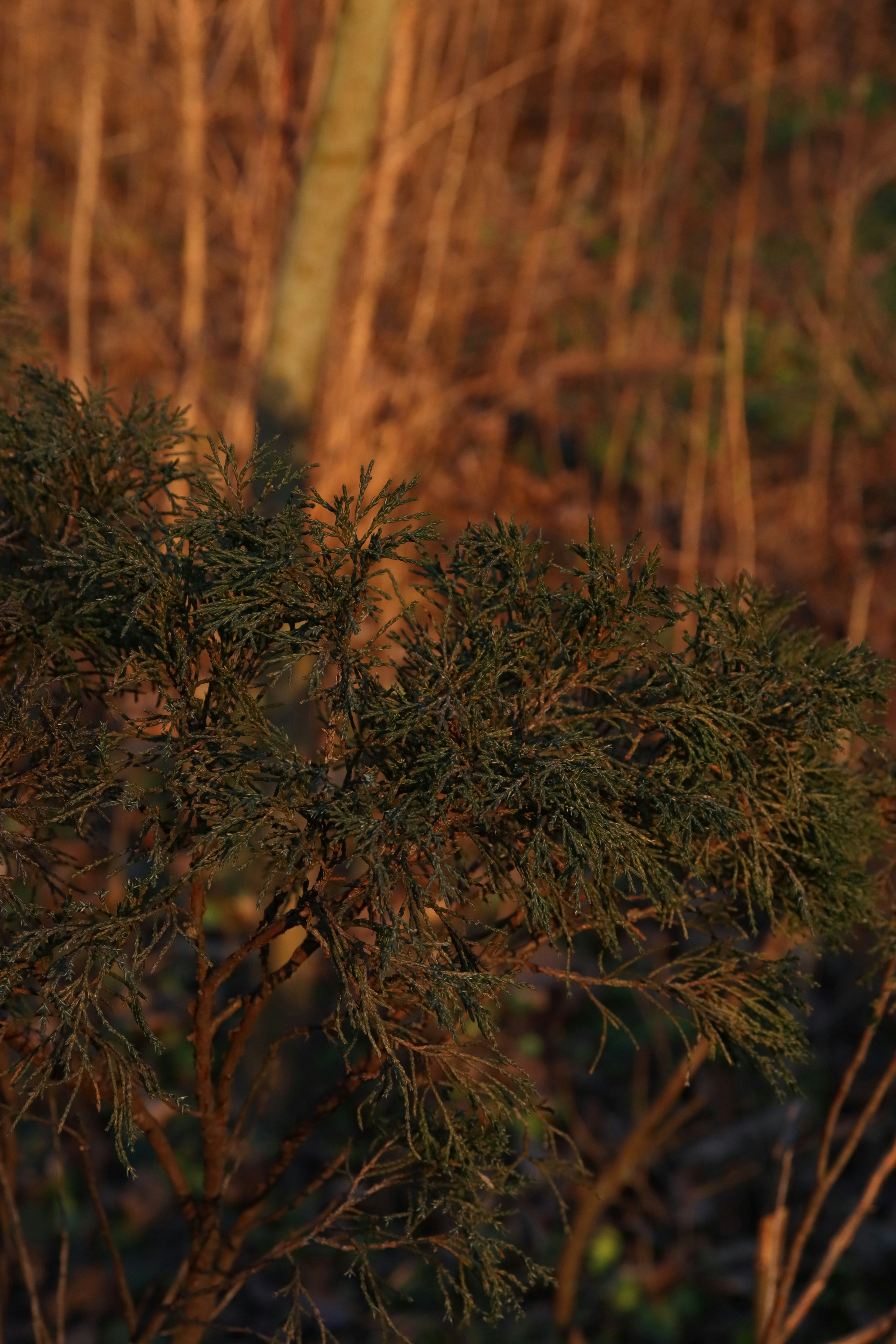 Photo by bored_mongoose