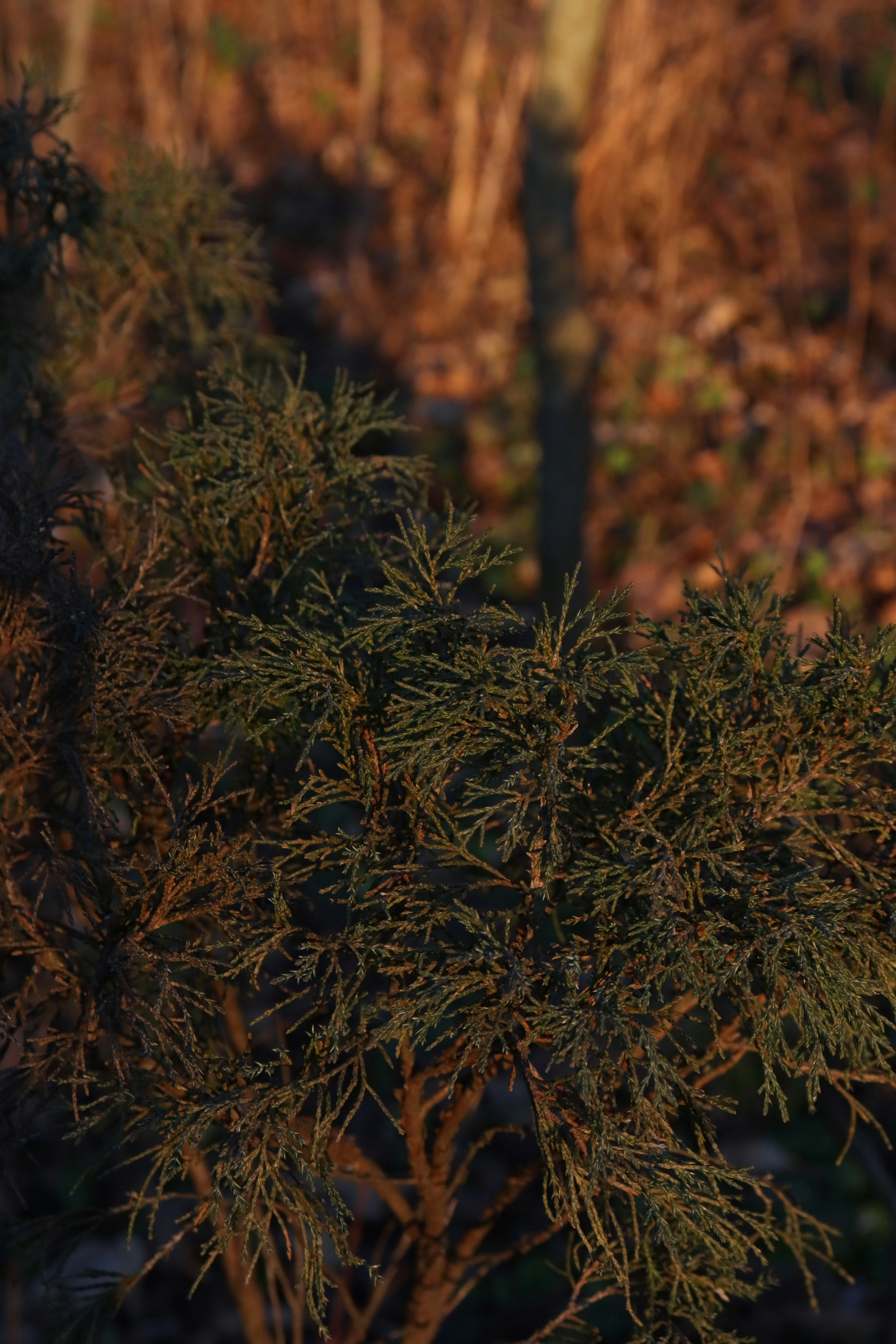 Photo by bored_mongoose