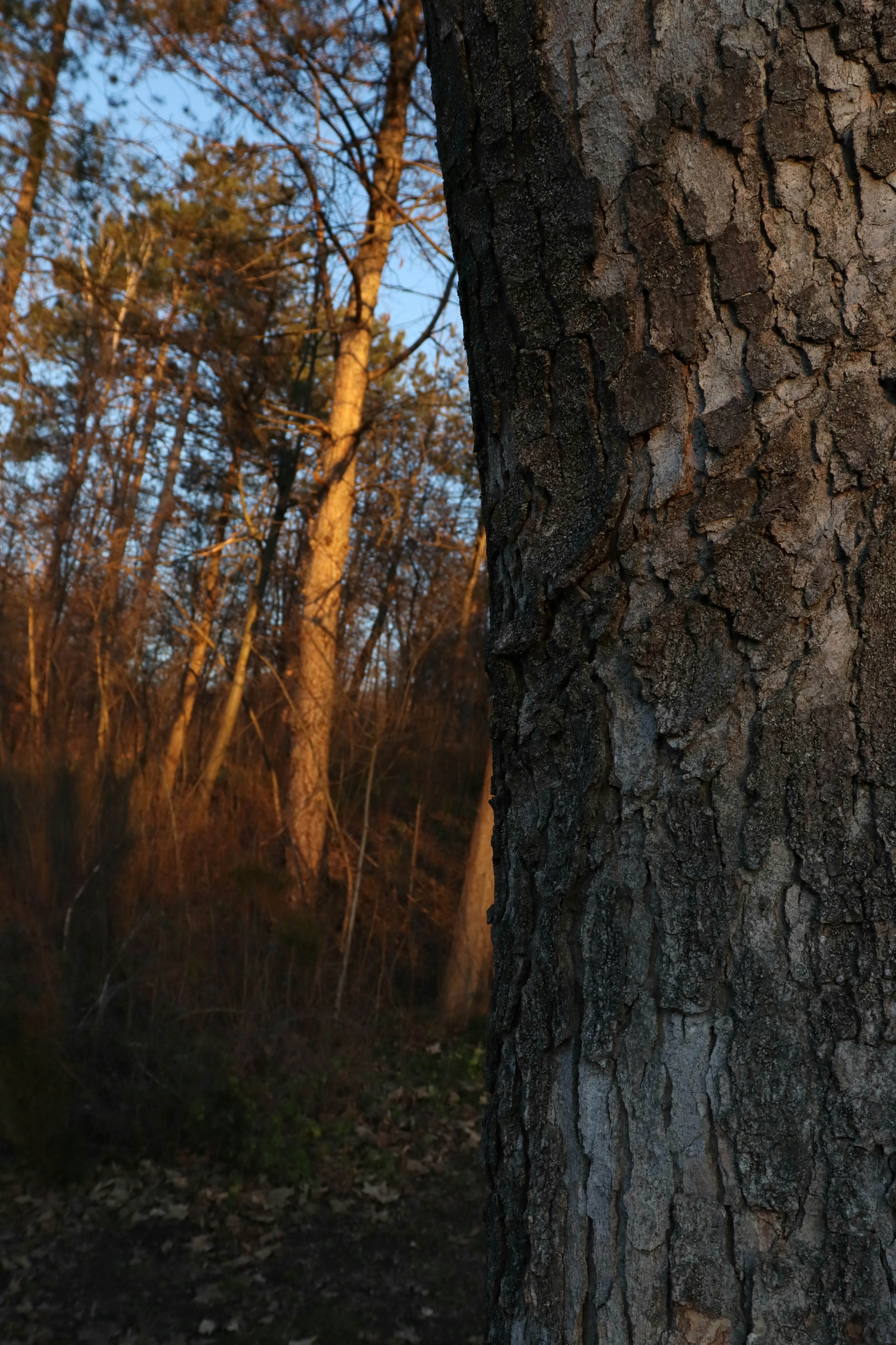 Photo by bored_mongoose