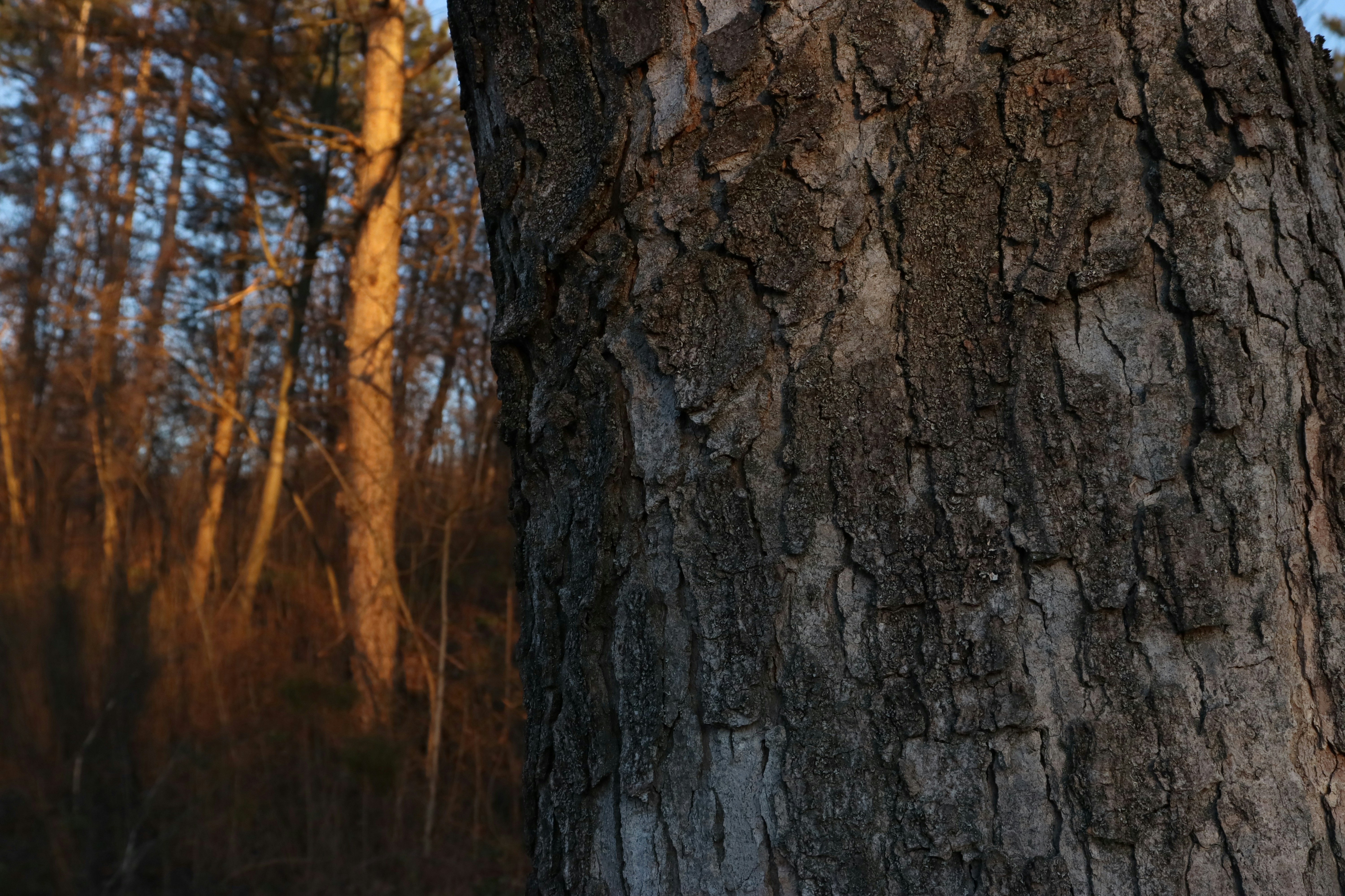 Photo by bored_mongoose