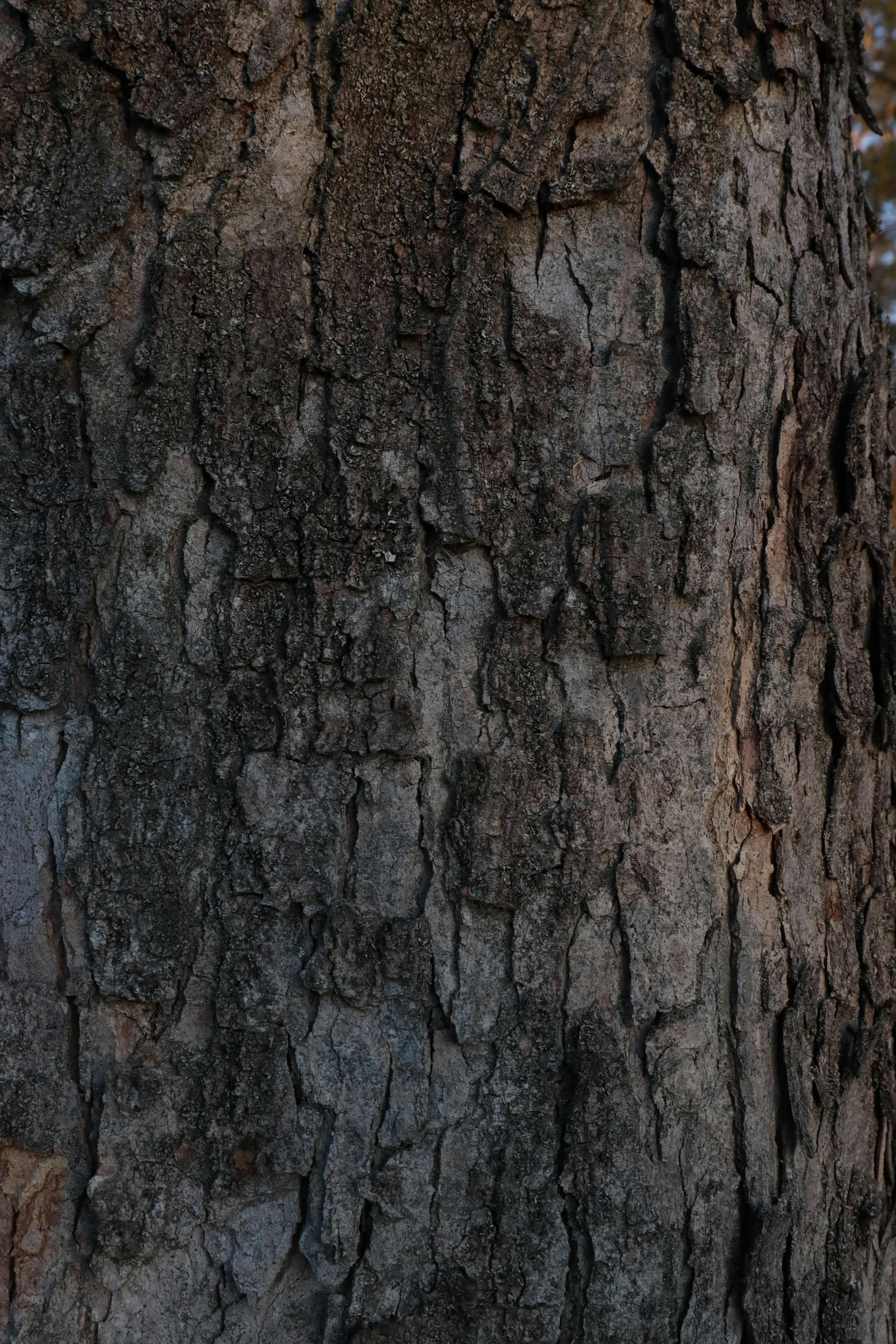 Photo by bored_mongoose