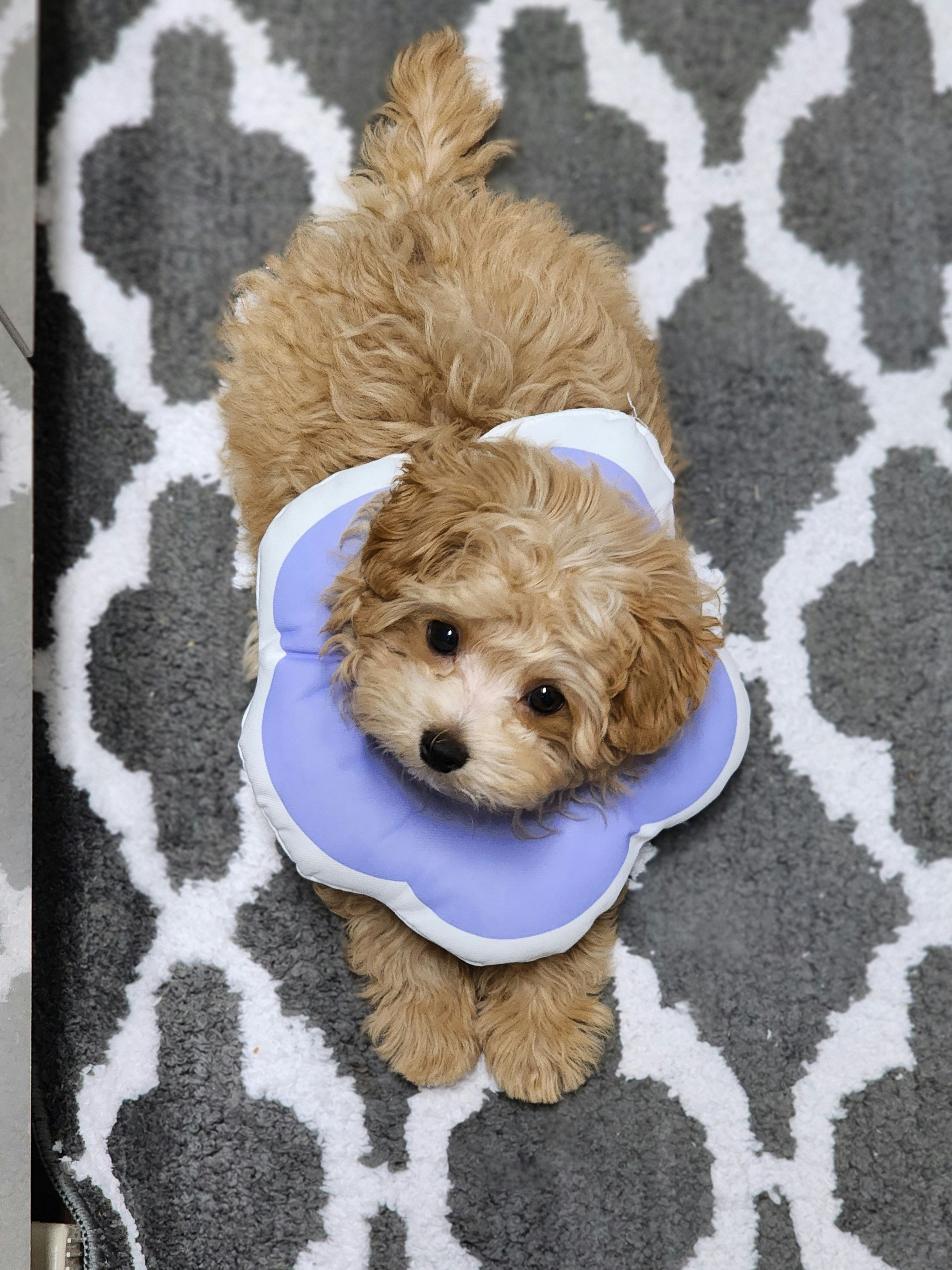 A fluffy brown puppy wearing a soft blue cone on a patterned rug