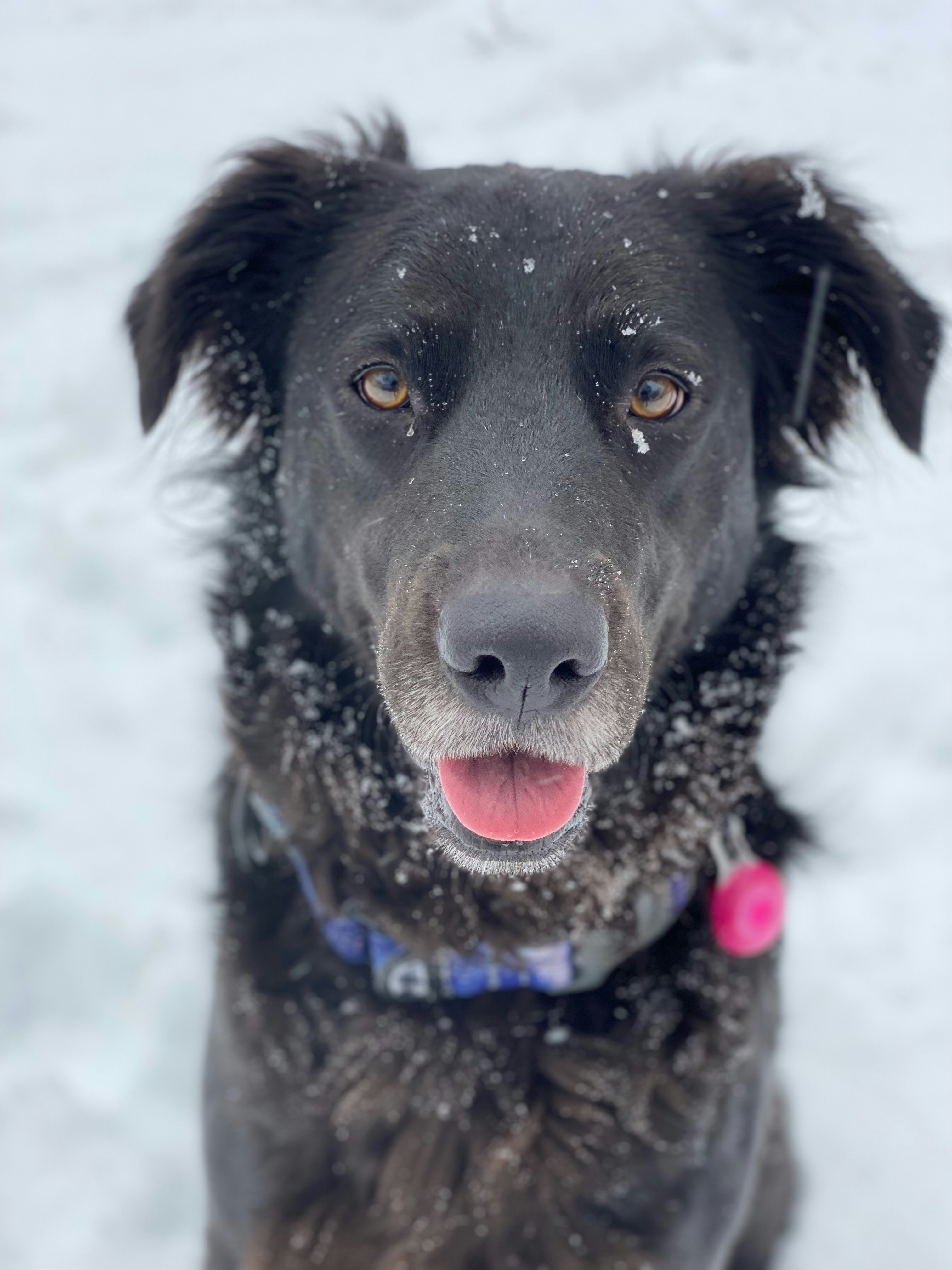 A black dog is sitting in the snow