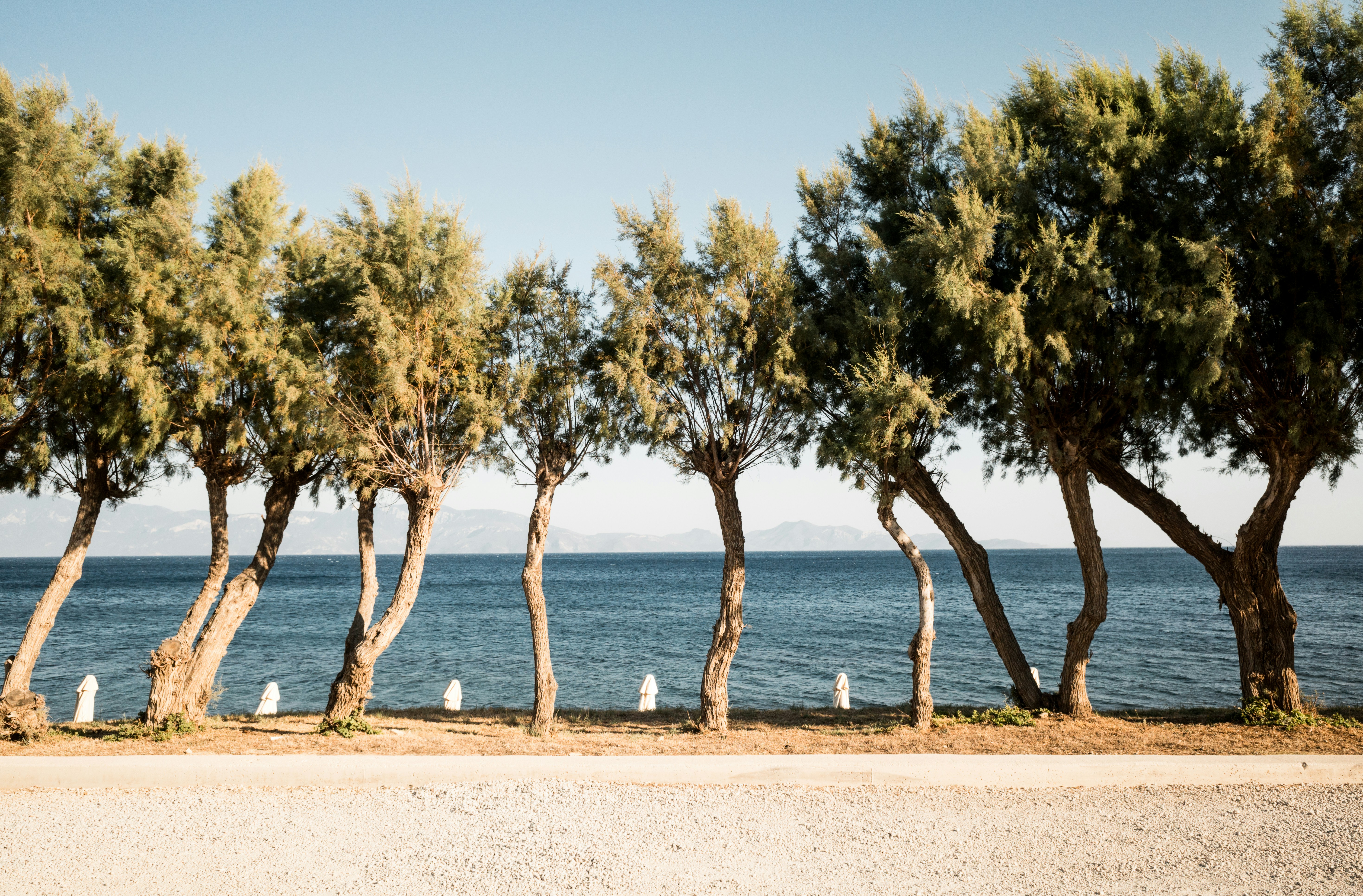 A row of trees next to a body of water