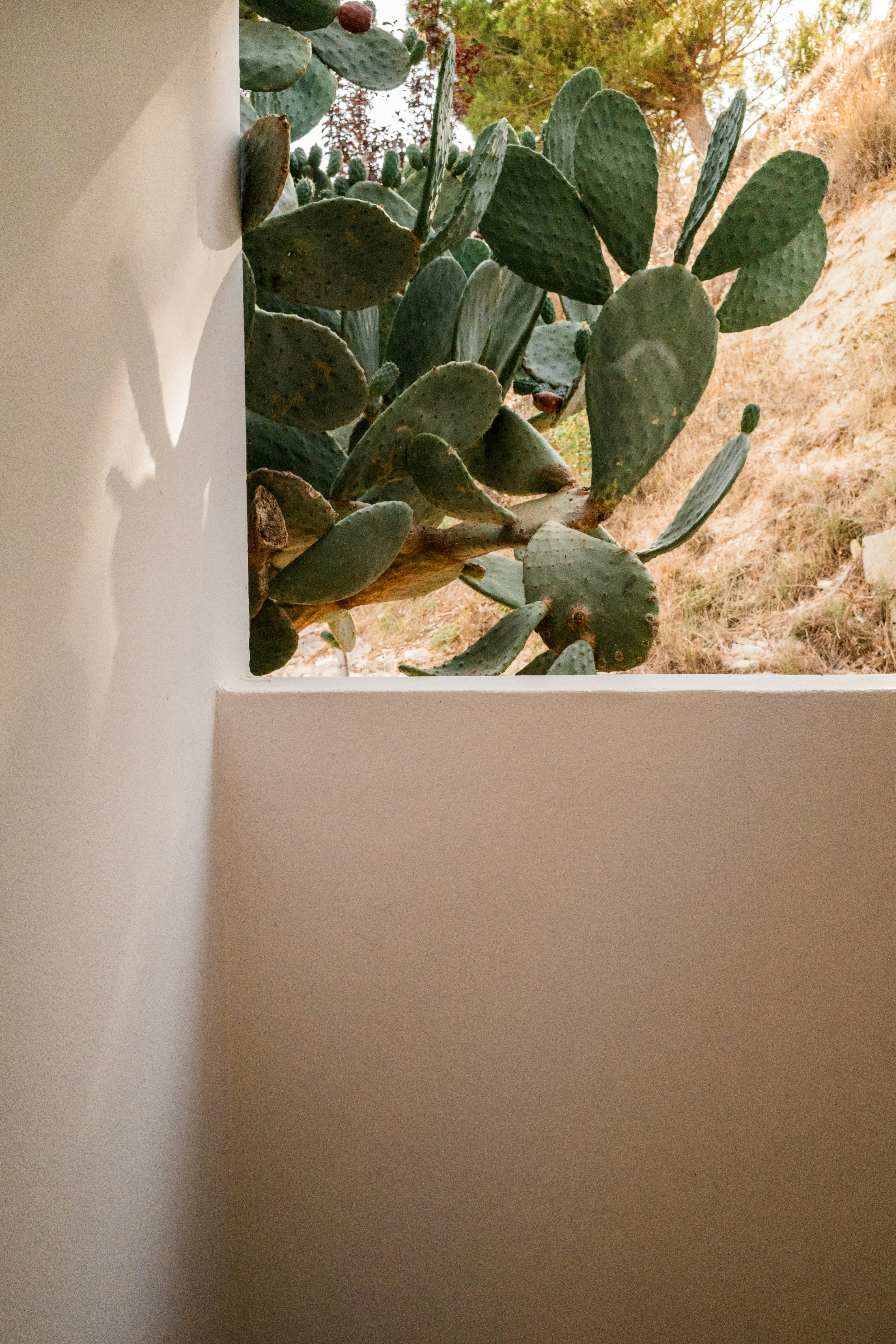 A cactus in a corner of a room