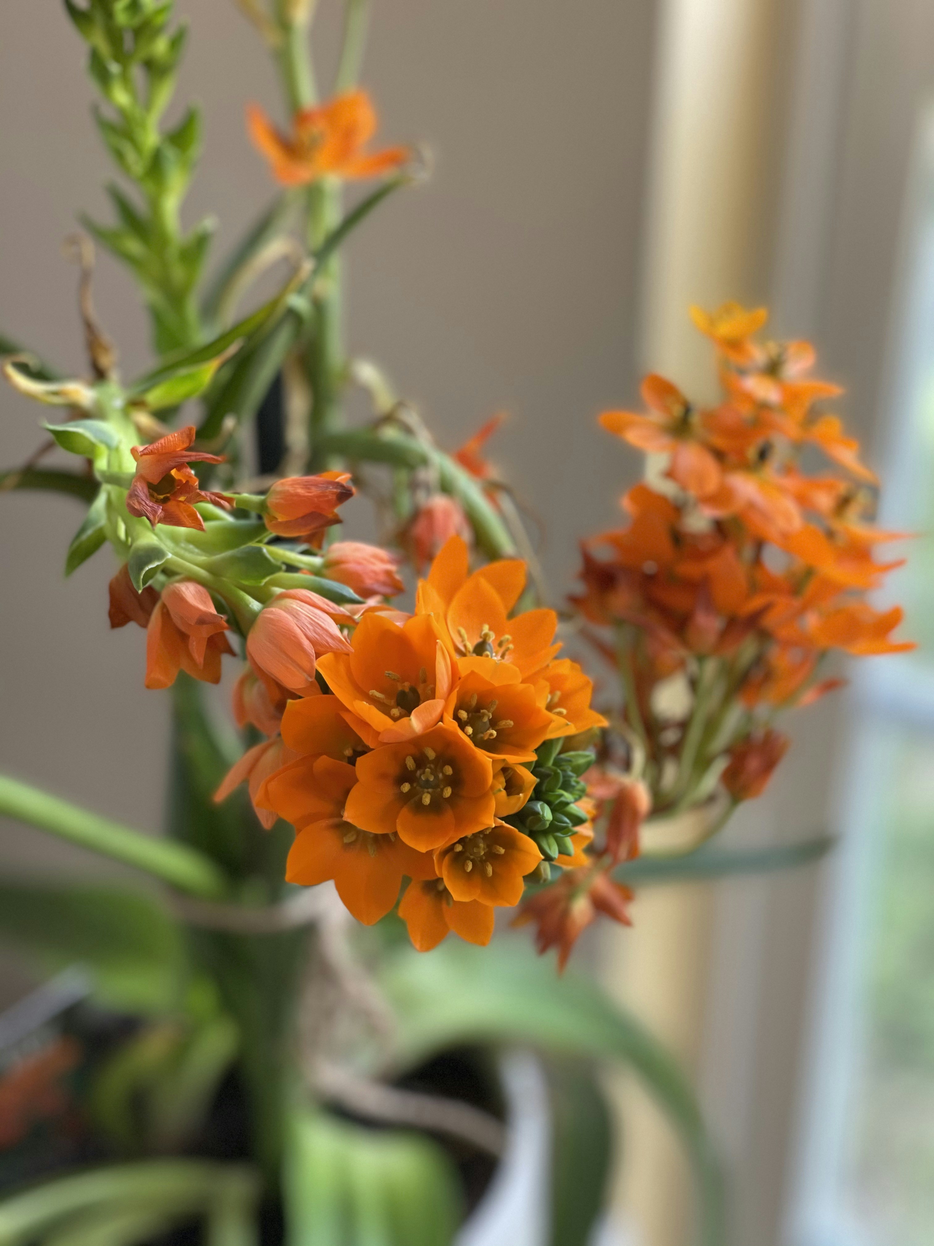 A close up of a plant with orange flowers