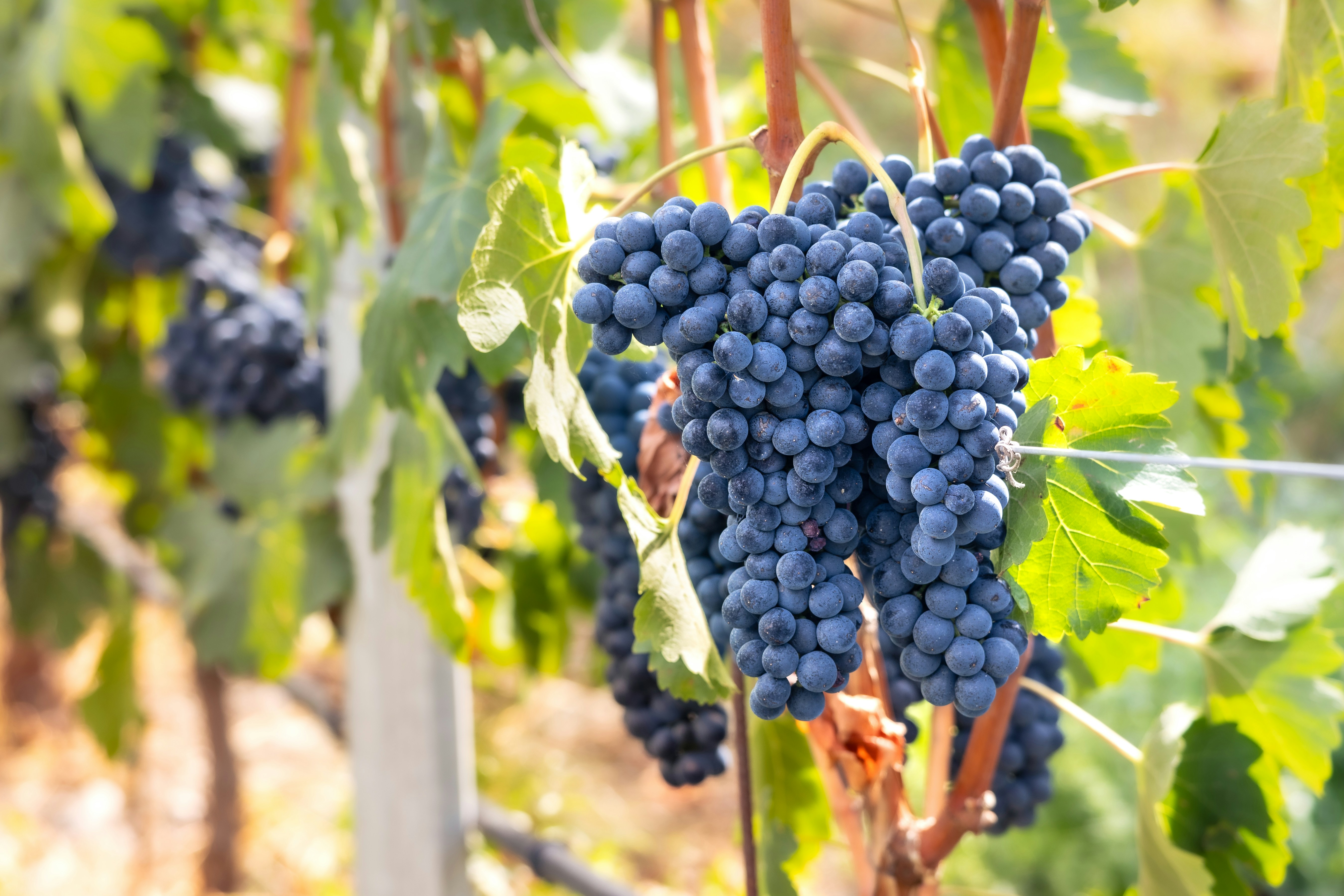 Photo by marekpiwnicki