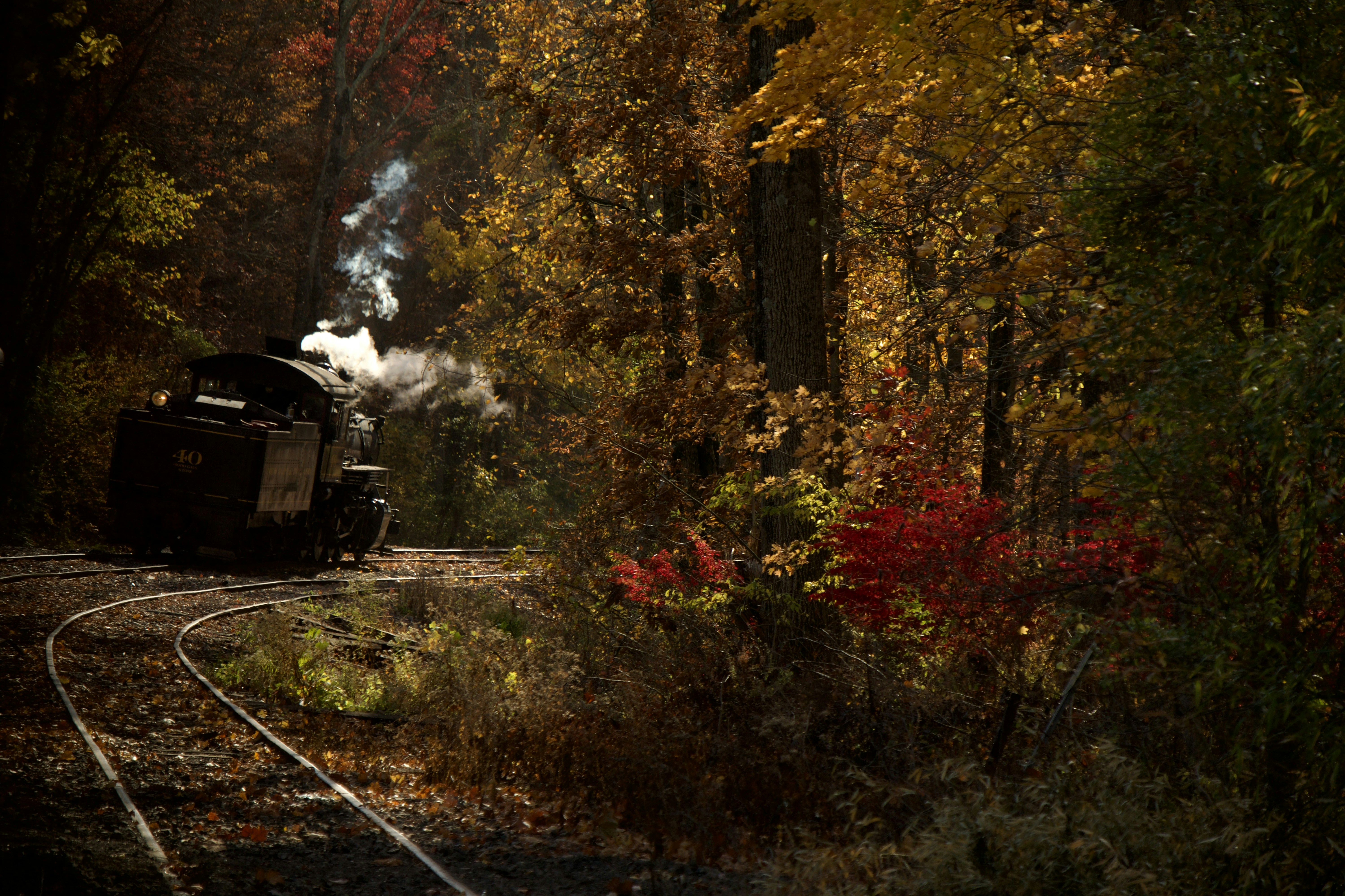 A train traveling through a forest filled with trees