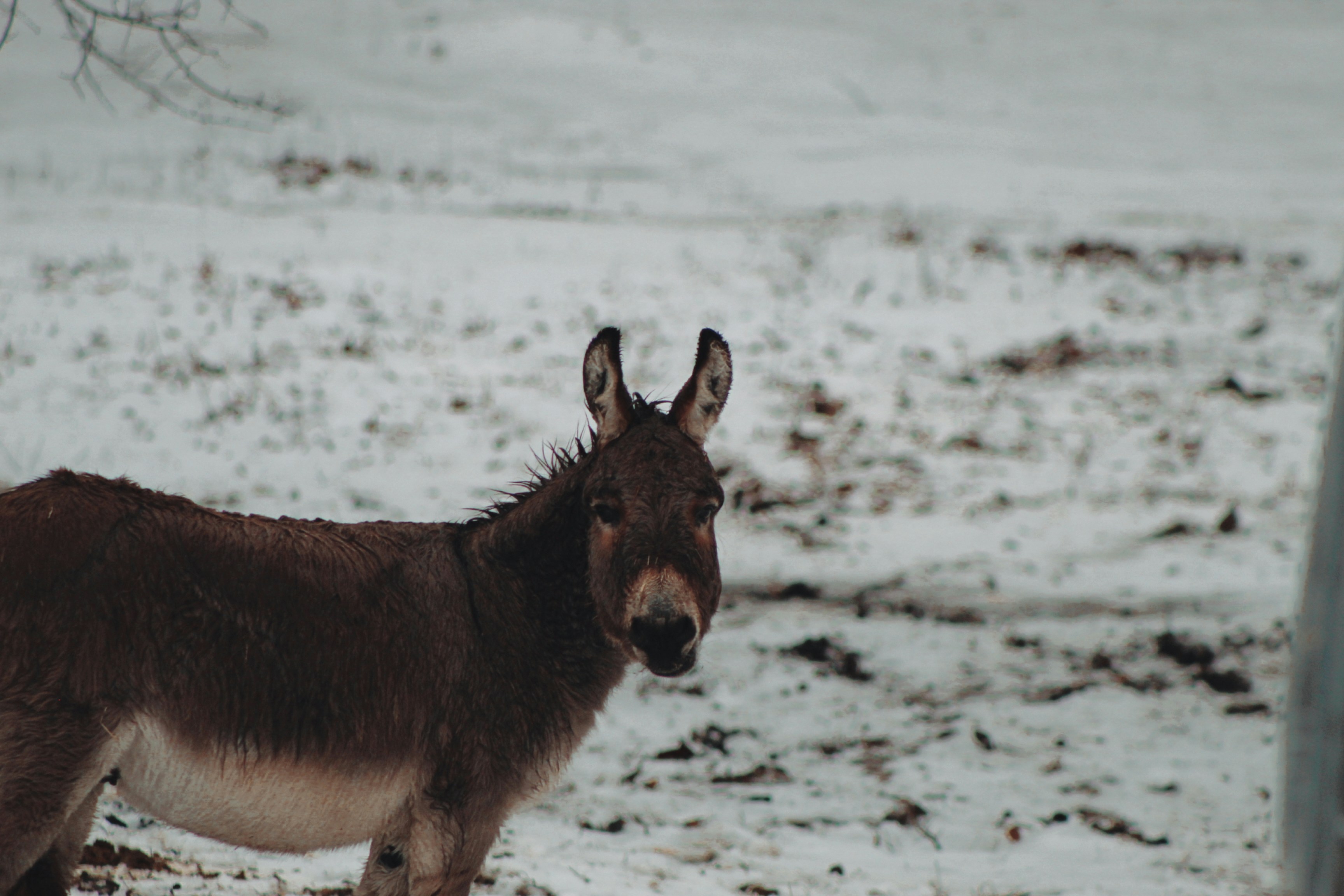 A donkey standing in a snowy field next to a fence