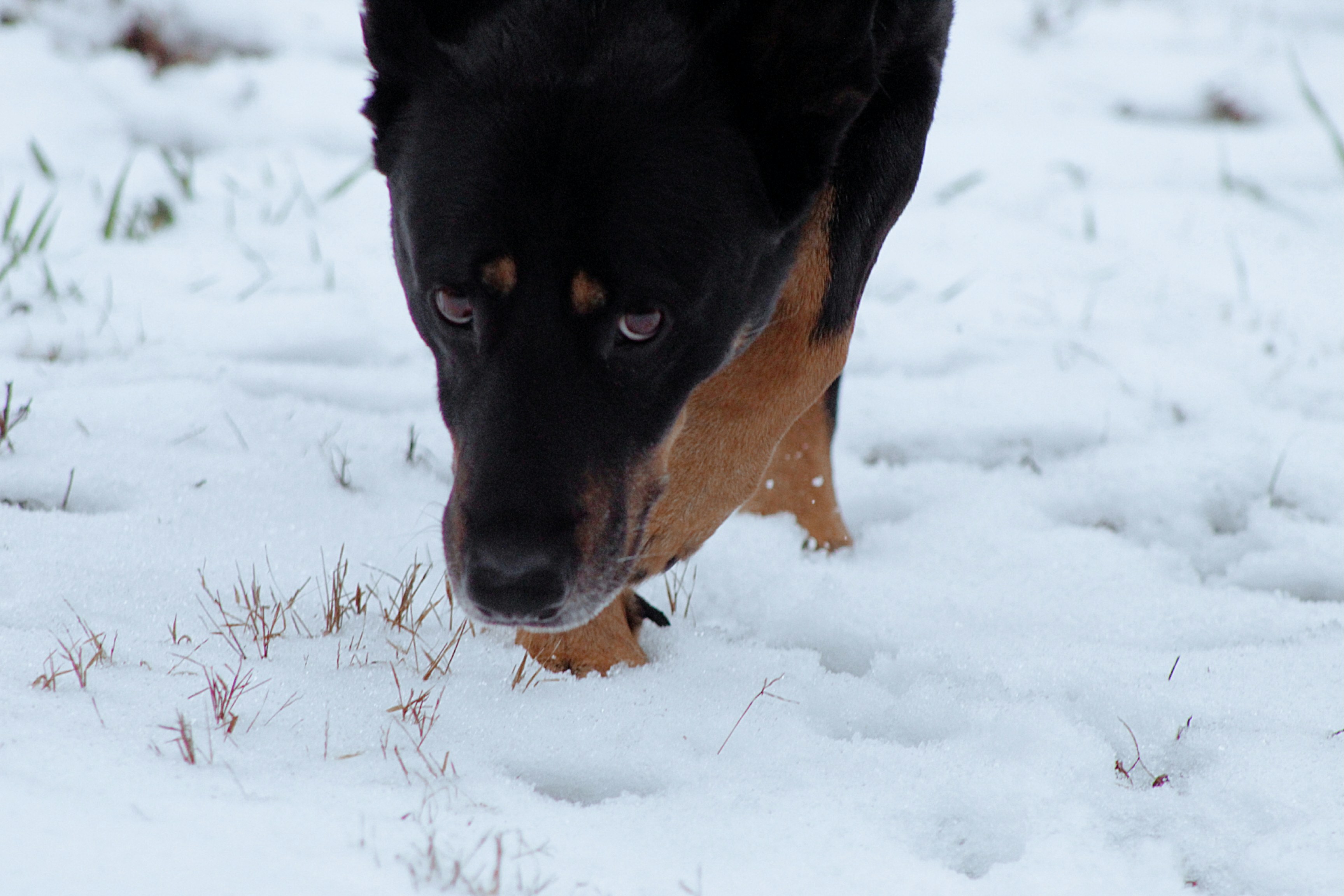 A black and brown dog walking through a snow covered field