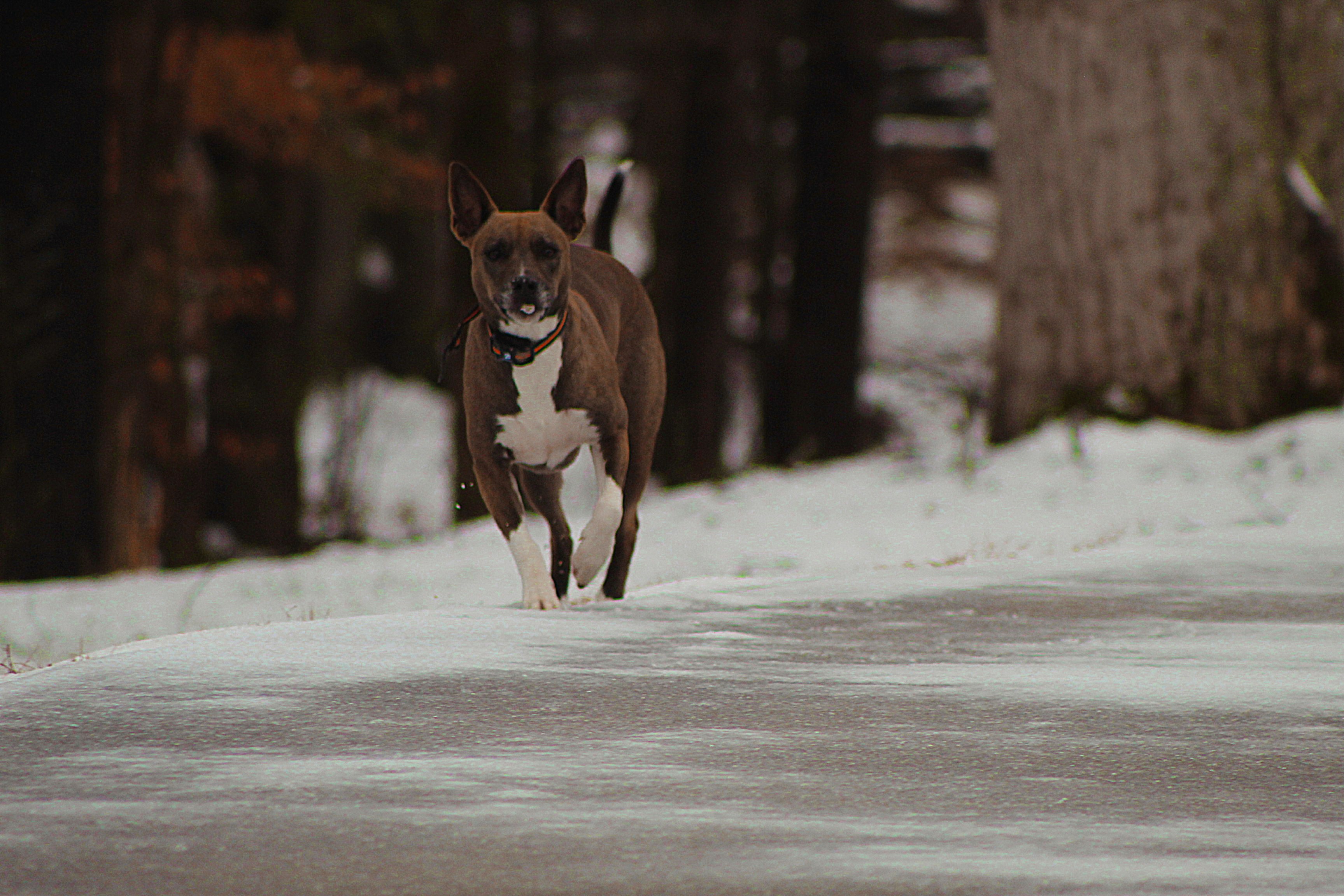 A brown and white dog running across a snow covered road