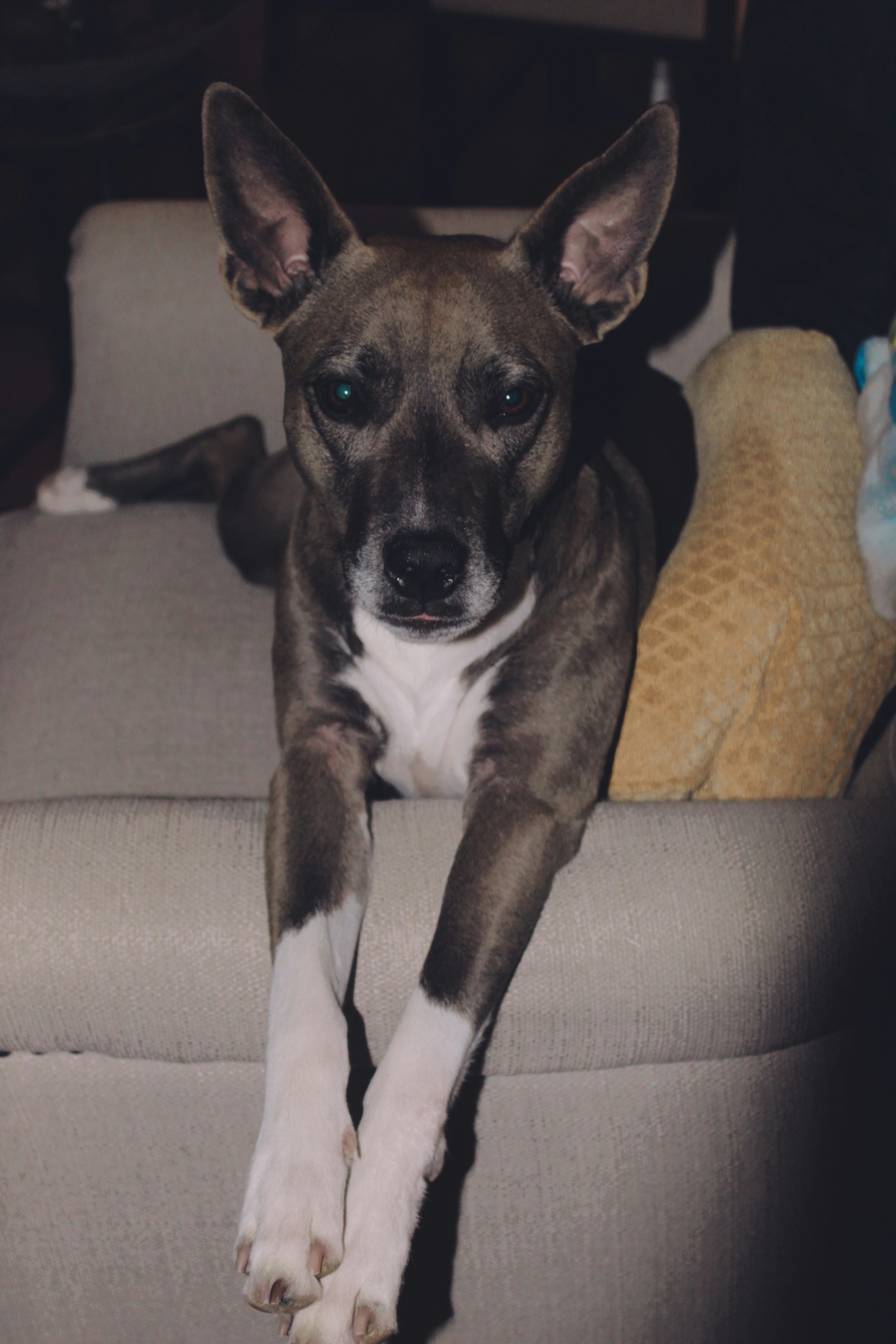 A brown and white dog laying on top of a couch