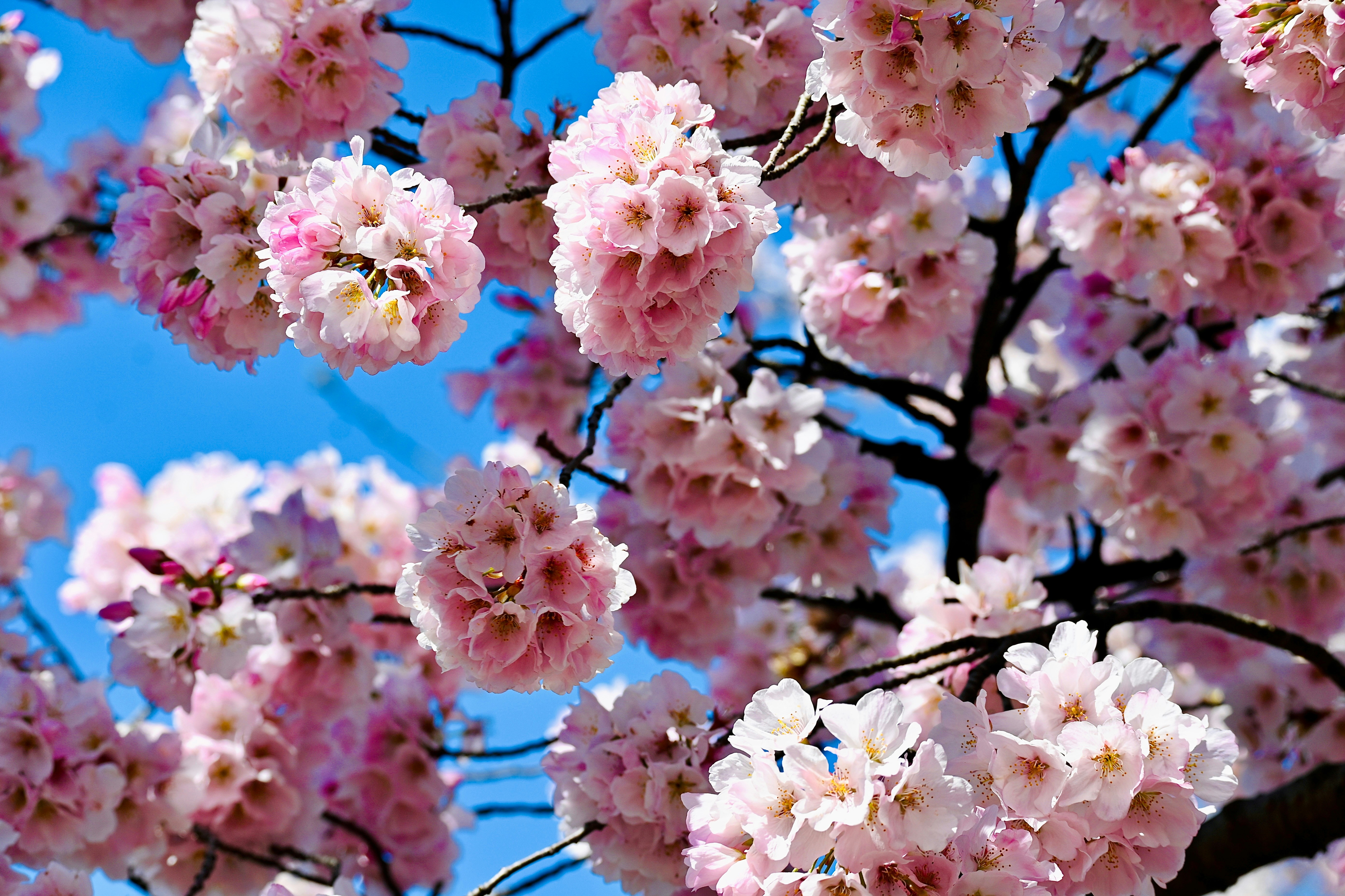 Photo by vijetha_surakanti