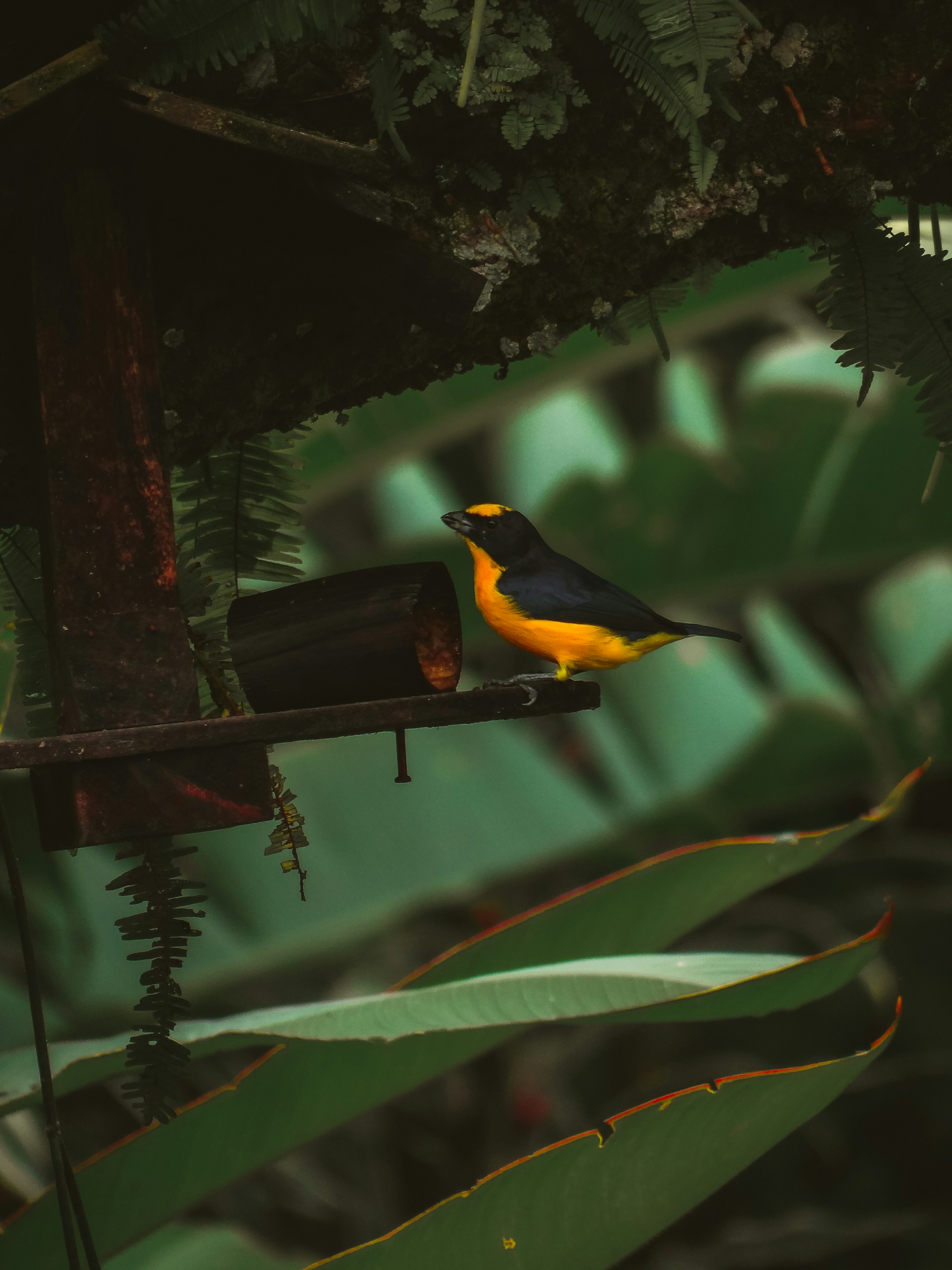 A yellow and black bird sitting on a bird feeder