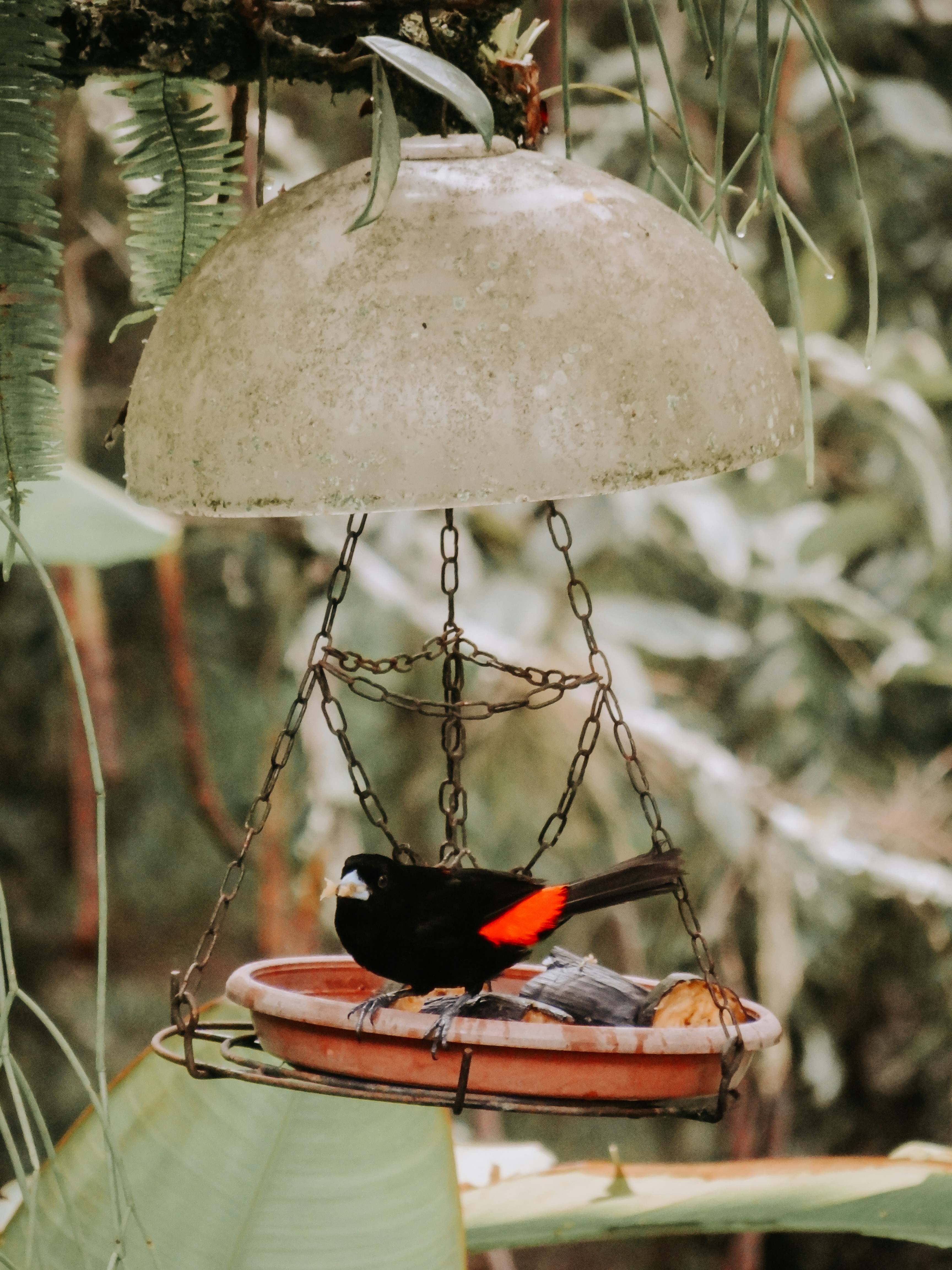 Fotomural A bird is sitting on a bird feeder