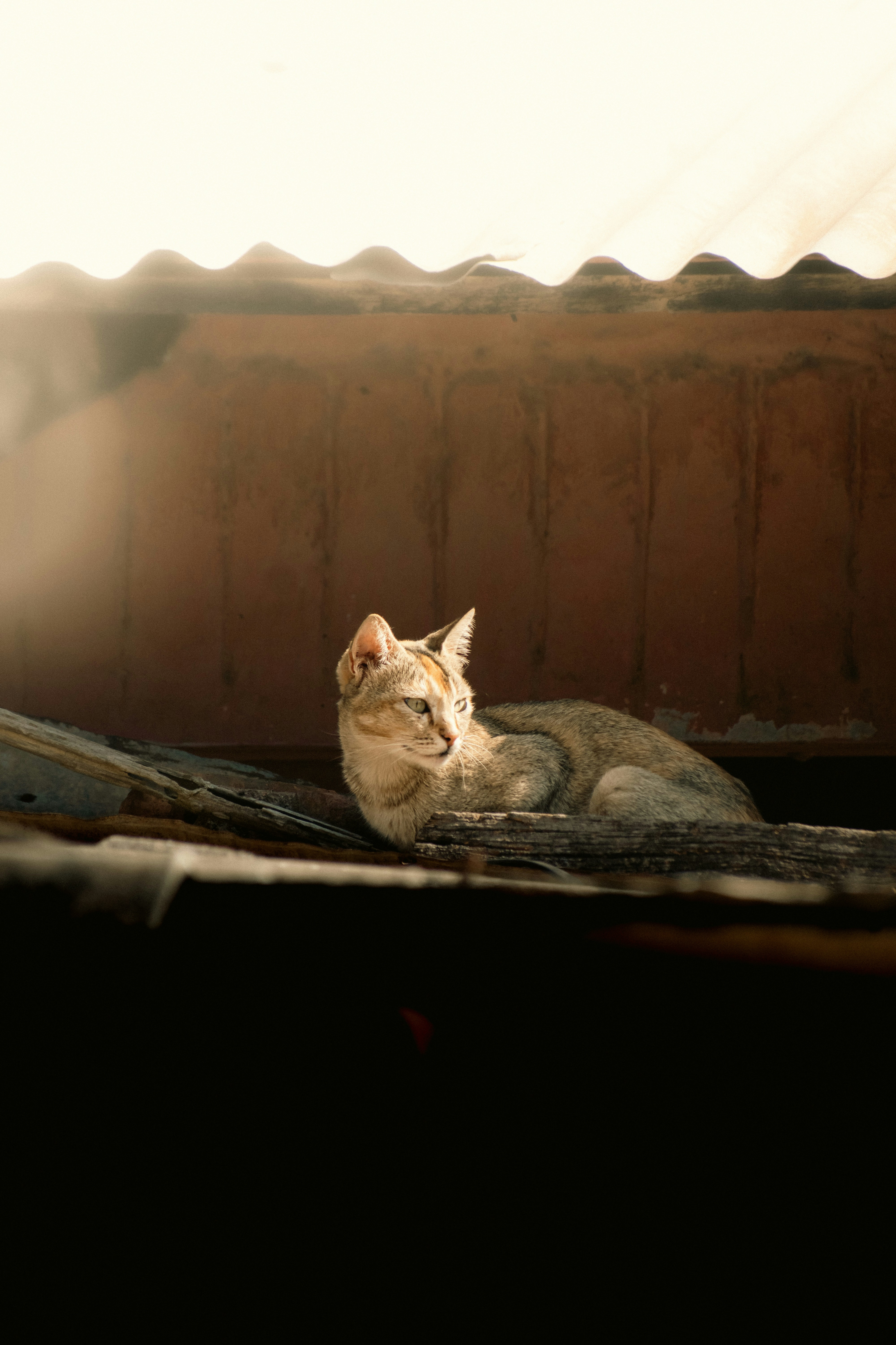 Un gatto sdraiato in cima a un tetto accanto a un edificio