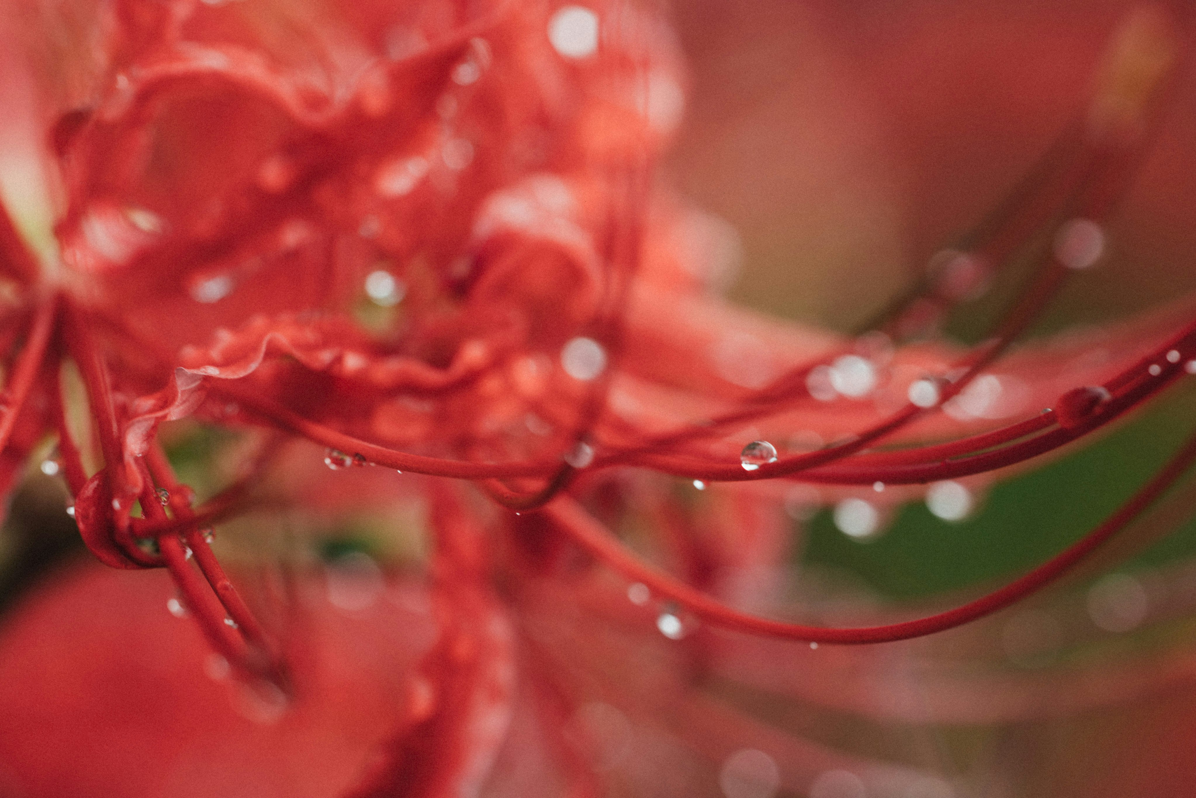 Photo by tsuyoshikozu