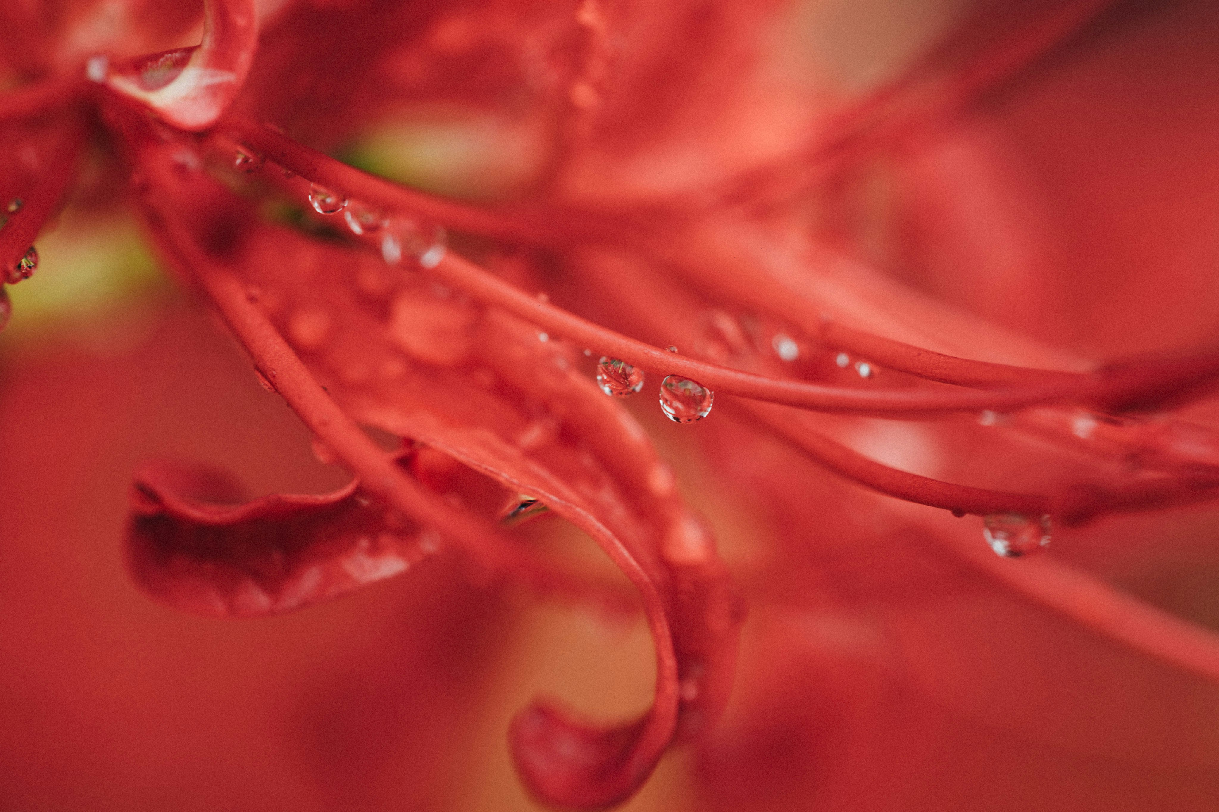 Photo by tsuyoshikozu