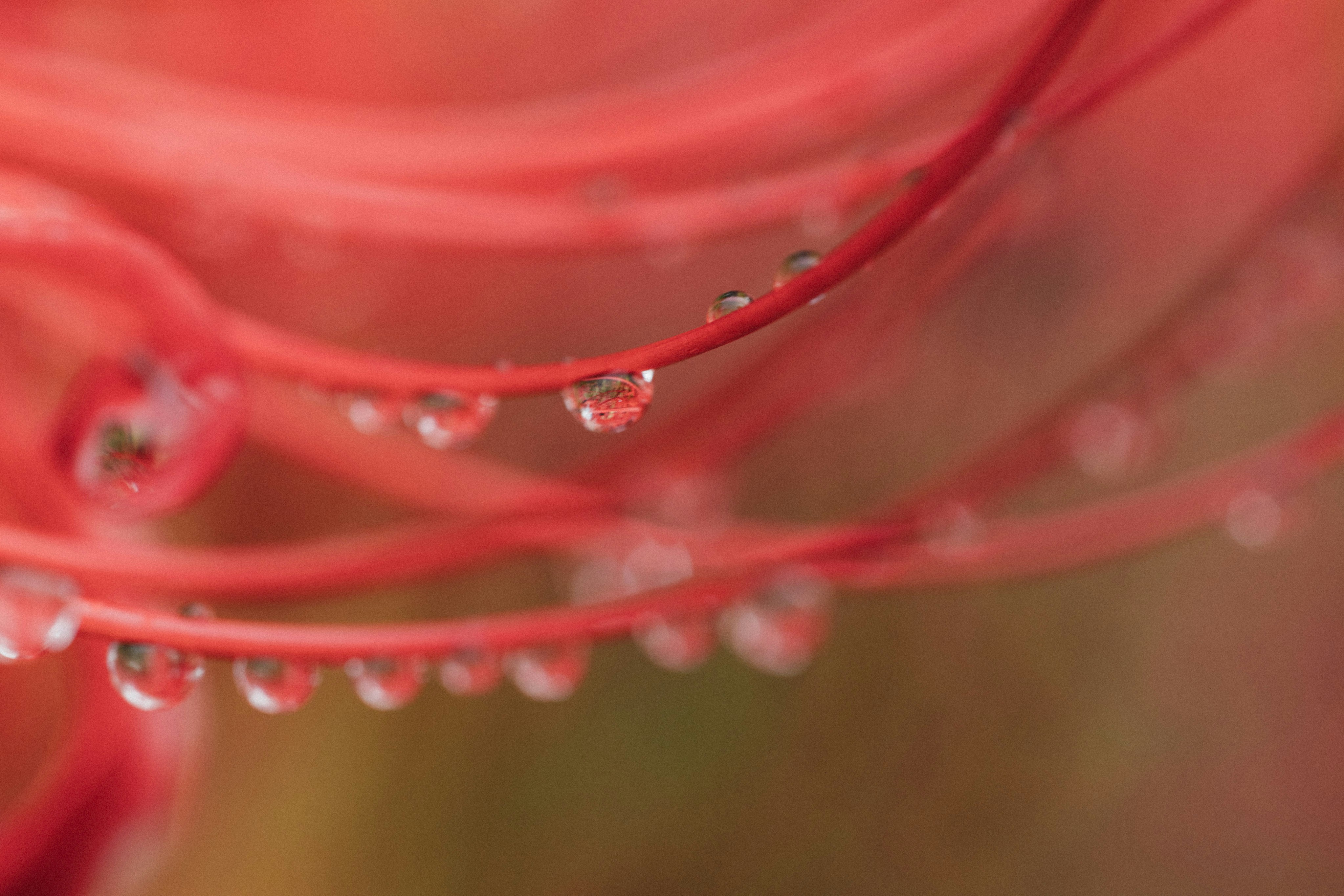 Photo by tsuyoshikozu