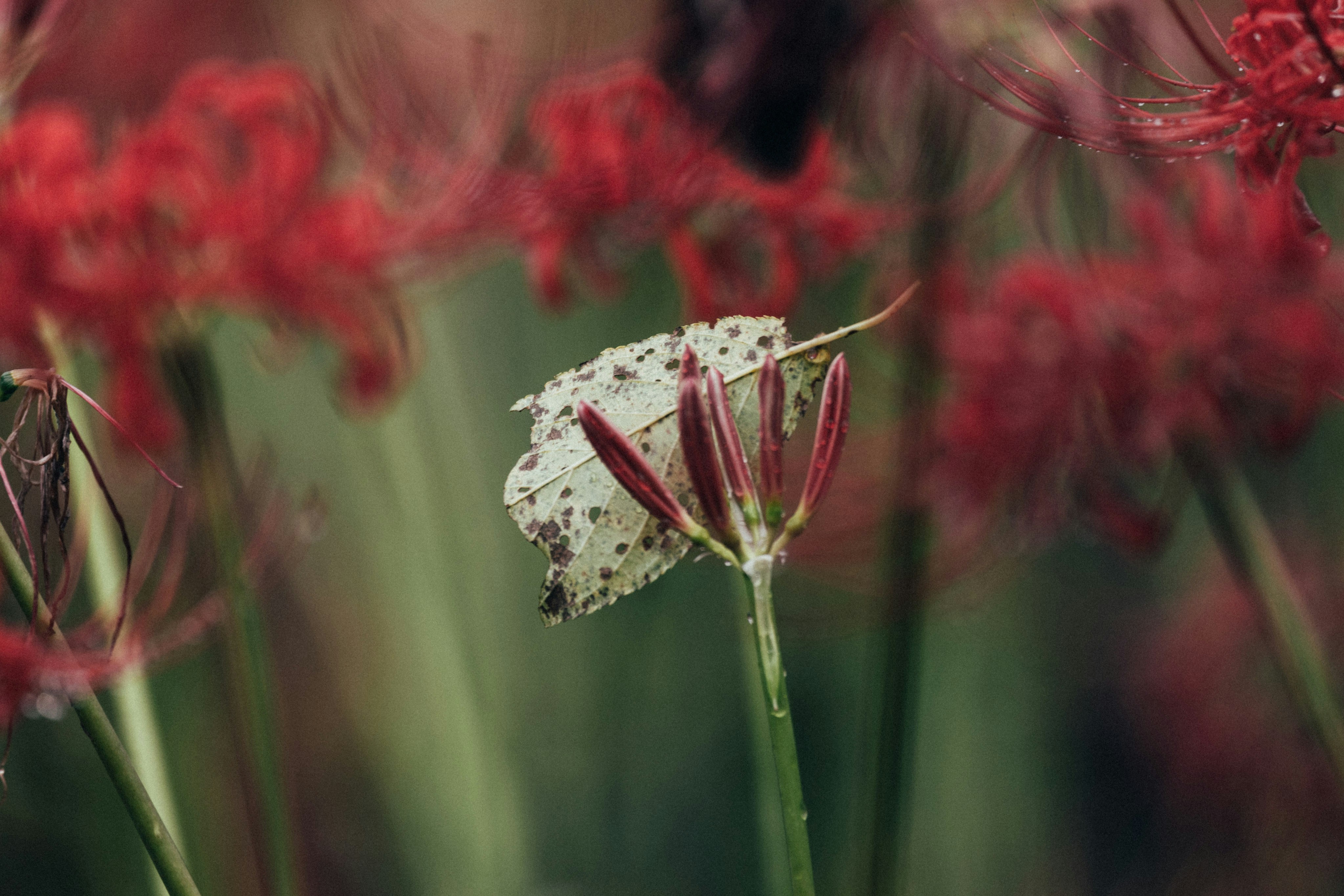 Photo by tsuyoshikozu