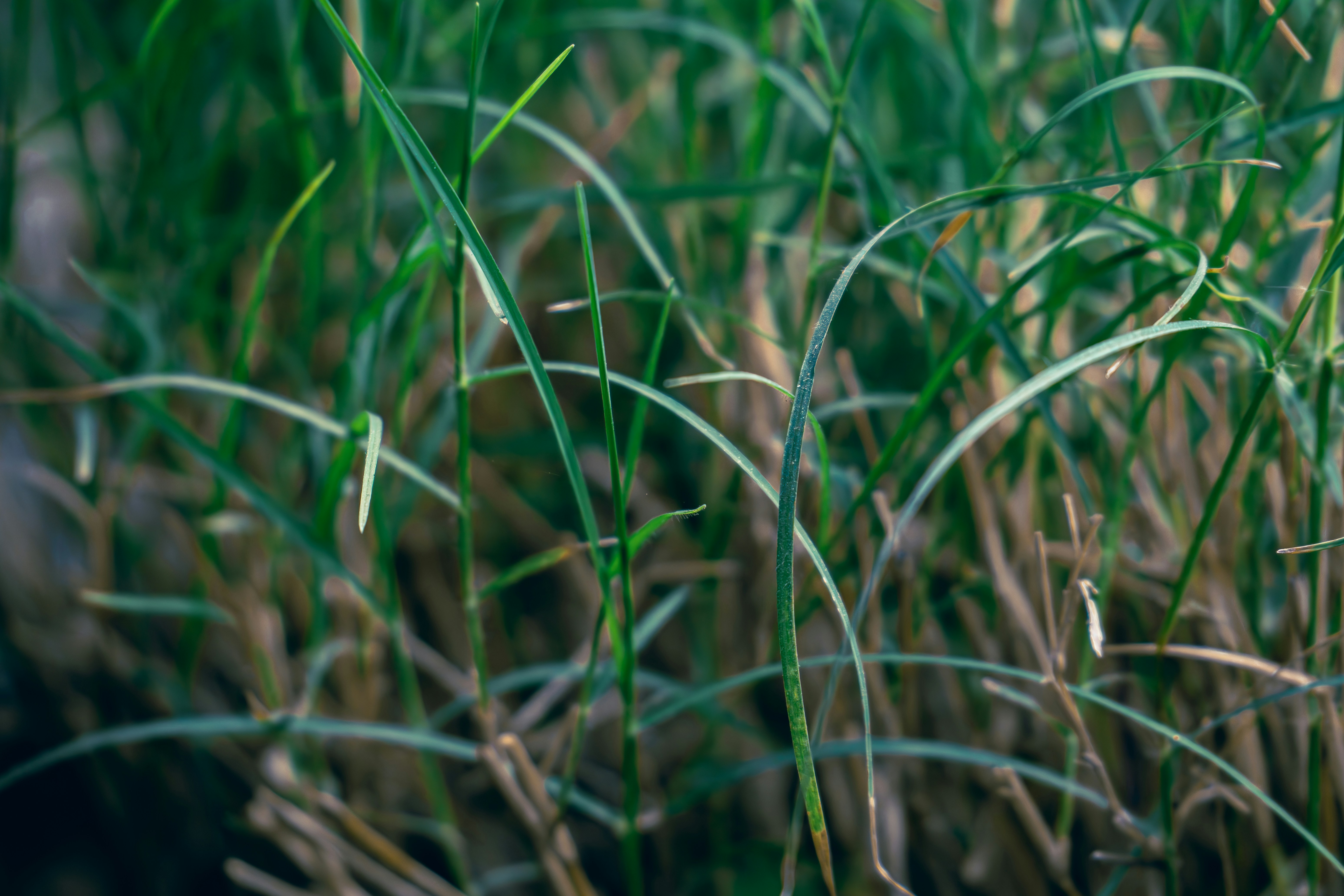 Photo by berserkdhanraj